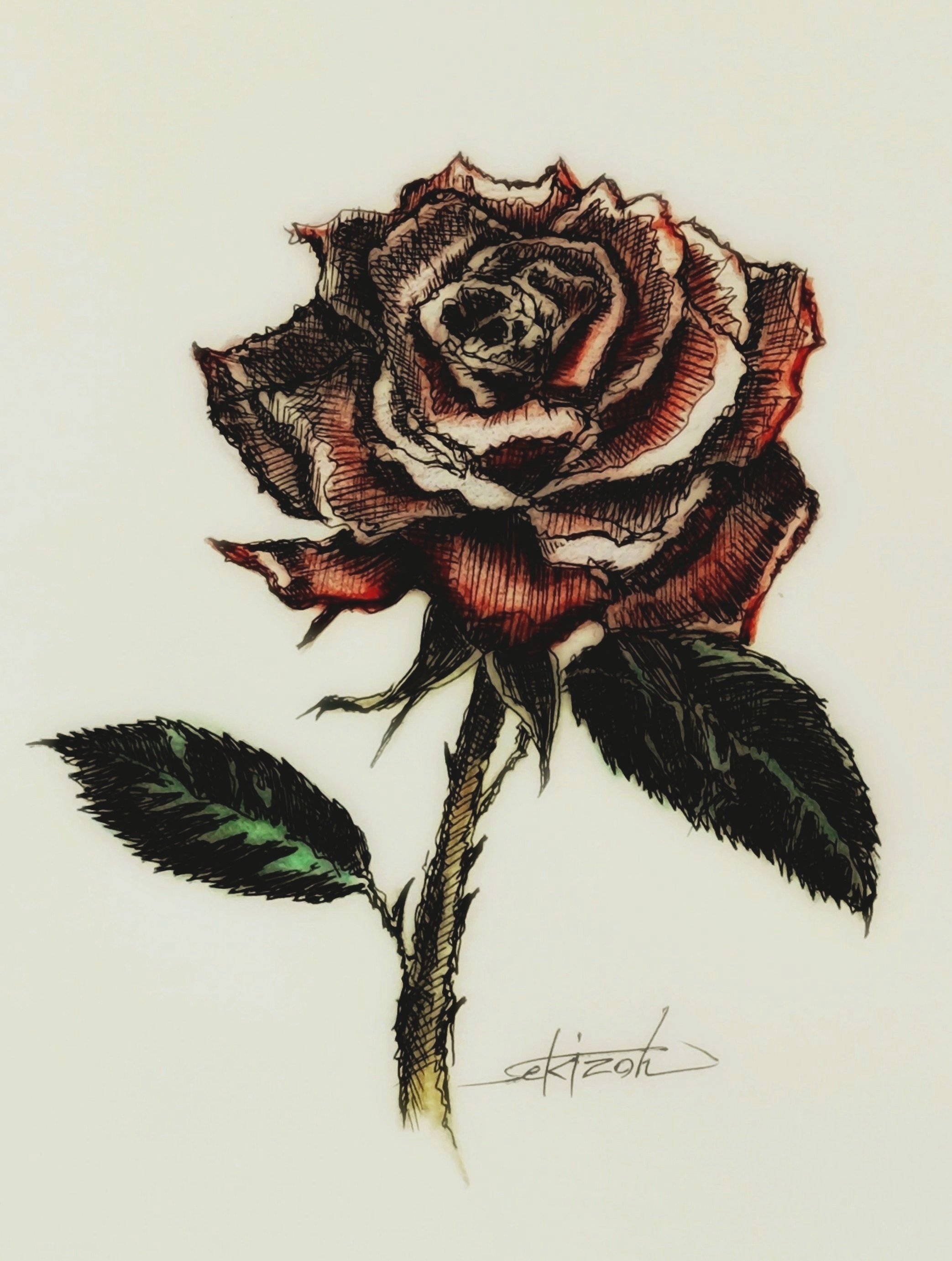 薔薇』ボールペンと色鉛筆画｜せきぞう、
