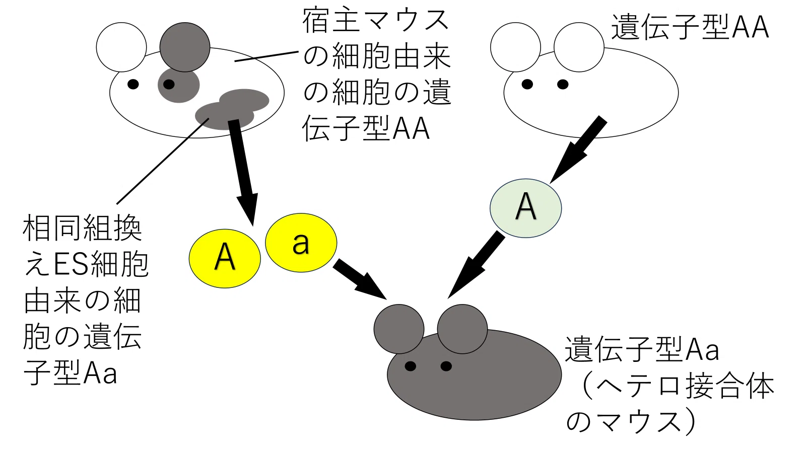 高校生物】遺伝子⑤「どのようなバイオテクノロジーがあるのか