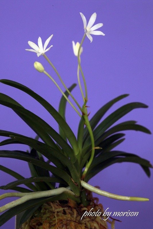 富貴蘭「青星」の花（過去の画像倉庫から）｜KJ Morison