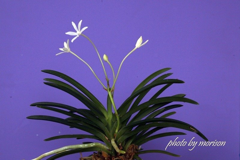 富貴蘭「青星」の花（過去の画像倉庫から）｜KJ Morison