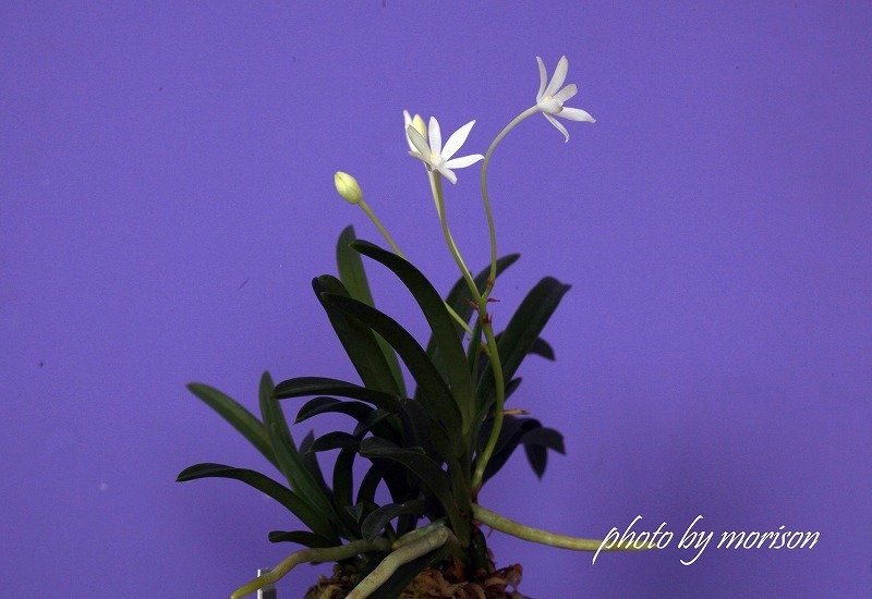 富貴蘭「青星」の花（過去の画像倉庫から）｜KJ Morison