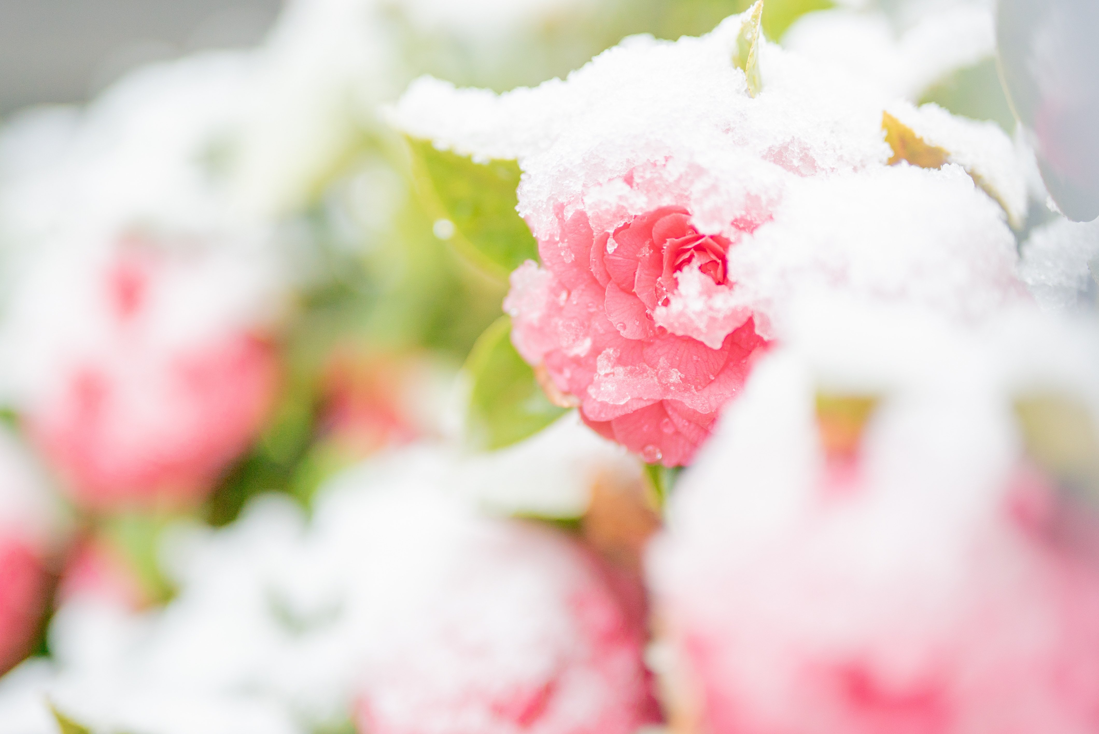 冬花 12月の花：冬も華やかな日本｜Hiragana Times 編集部