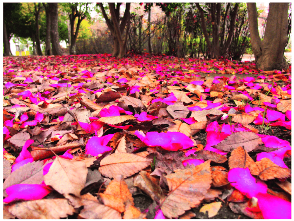 12月の花：冬も華やかな日本｜Hiragana Times 編集部