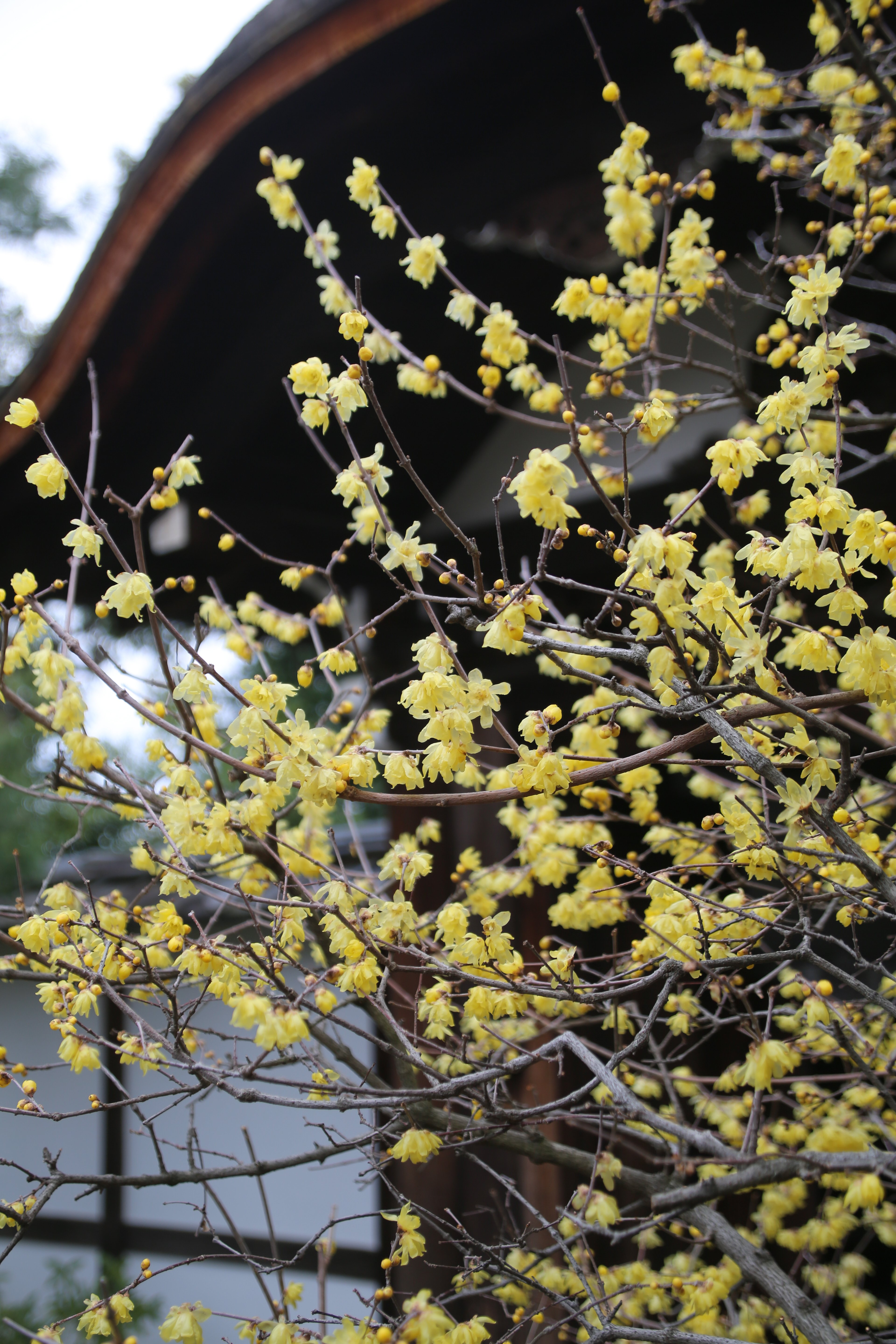 冬花 12月の花：冬も華やかな日本｜Hiragana Times 編集部
