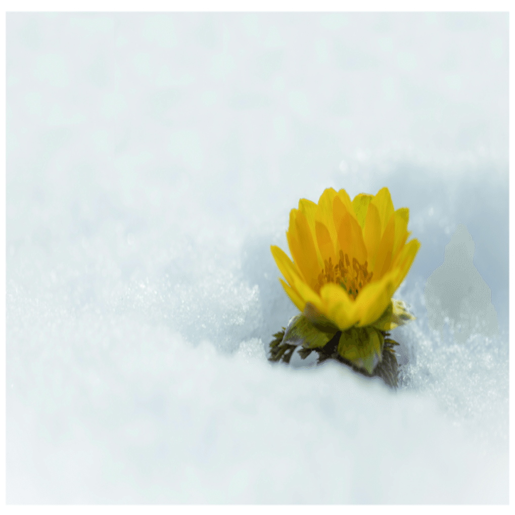 12月の花：冬も華やかな日本｜Hiragana Times 編集部