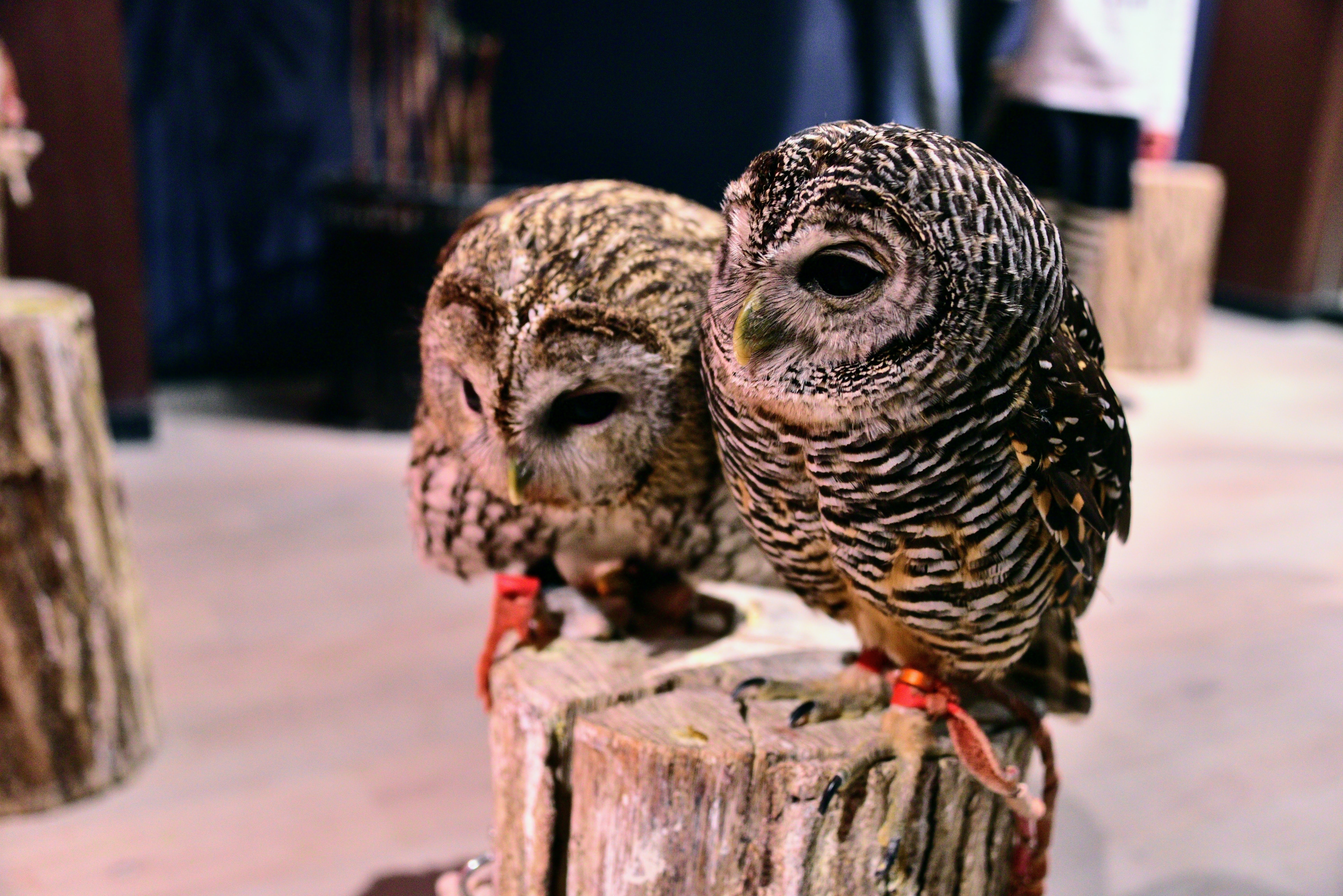 日本にアカアシモリフクロウはいない。それはチャコフクロウ｜ユキカゼ