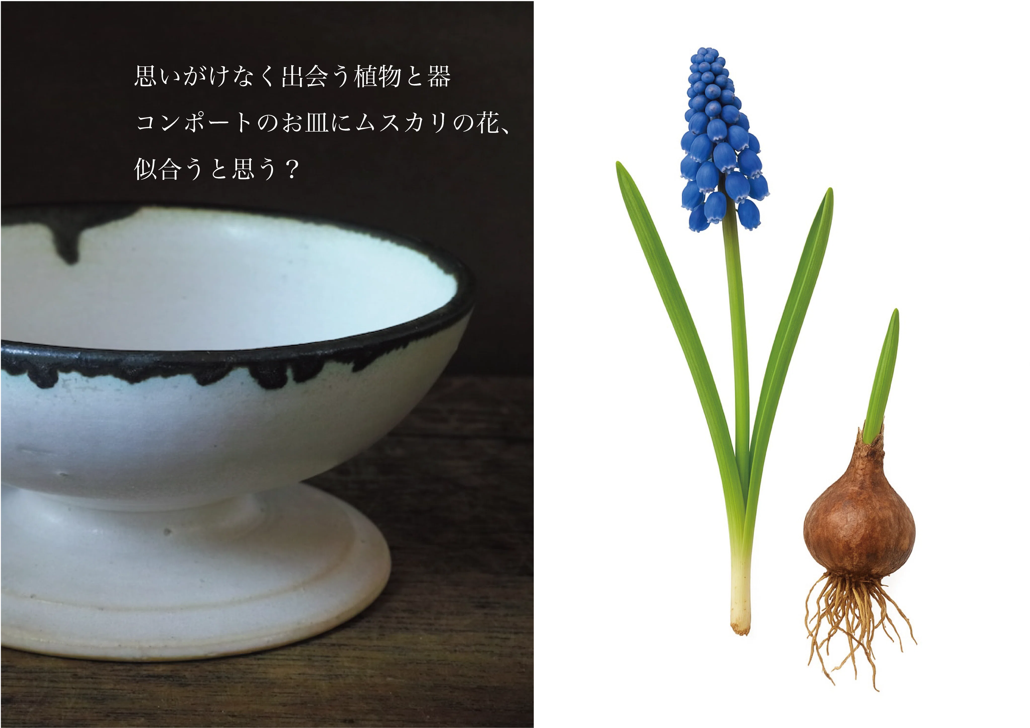 1989年　アナピア　アントニーニ　ムスカリの花束　48/175 コンポートの器とムスカリの花｜cokesh