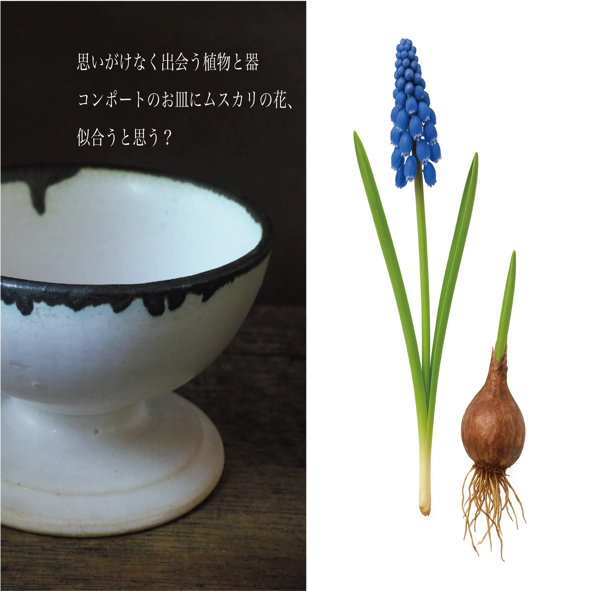コンポートの器とムスカリの花｜cokesh