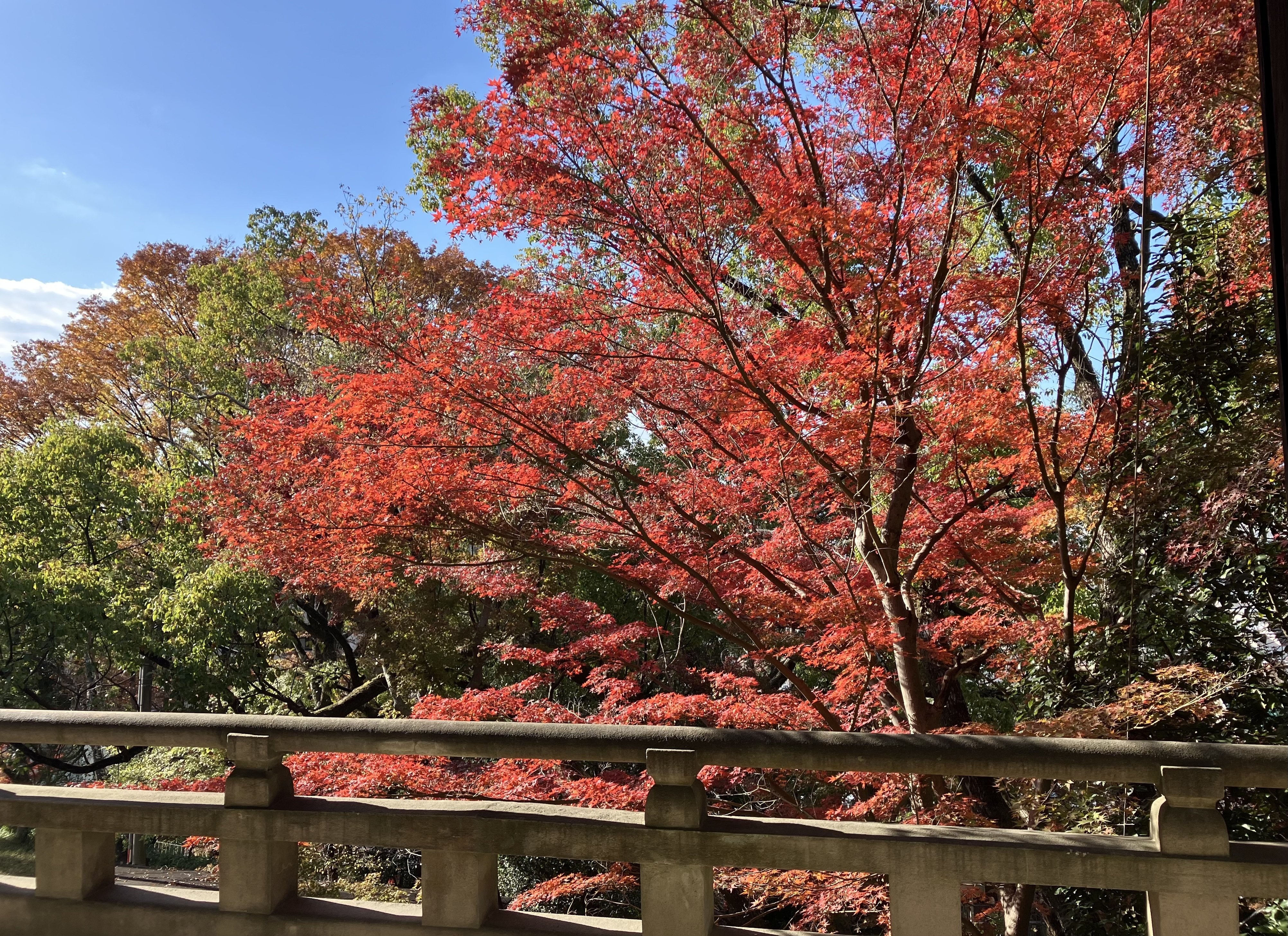 46日目（2025.11.22）｜60日間愛をささやくパンダ。