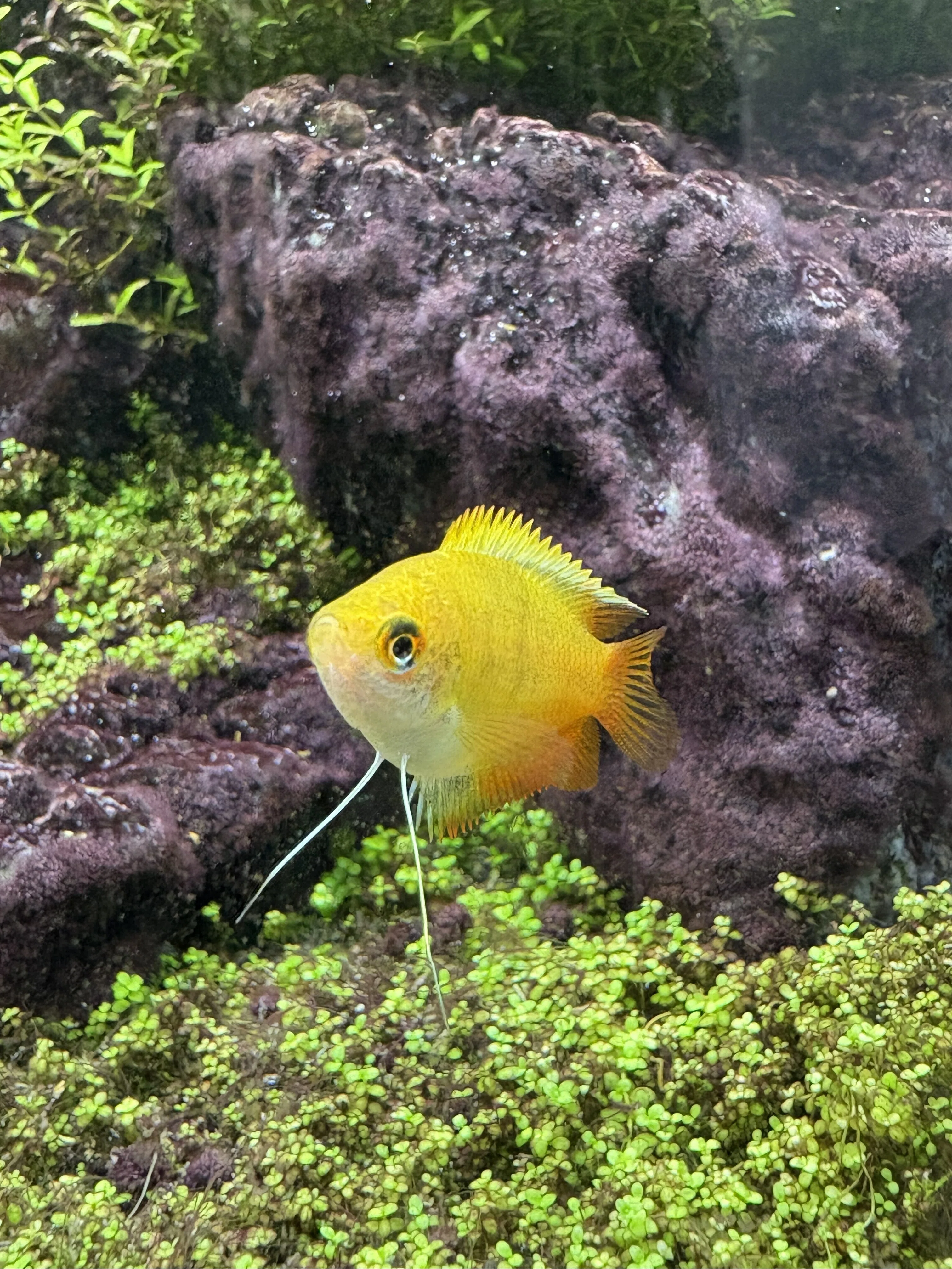 わたしのアクアリウムの魚たち｜とある中堅消化器外科医