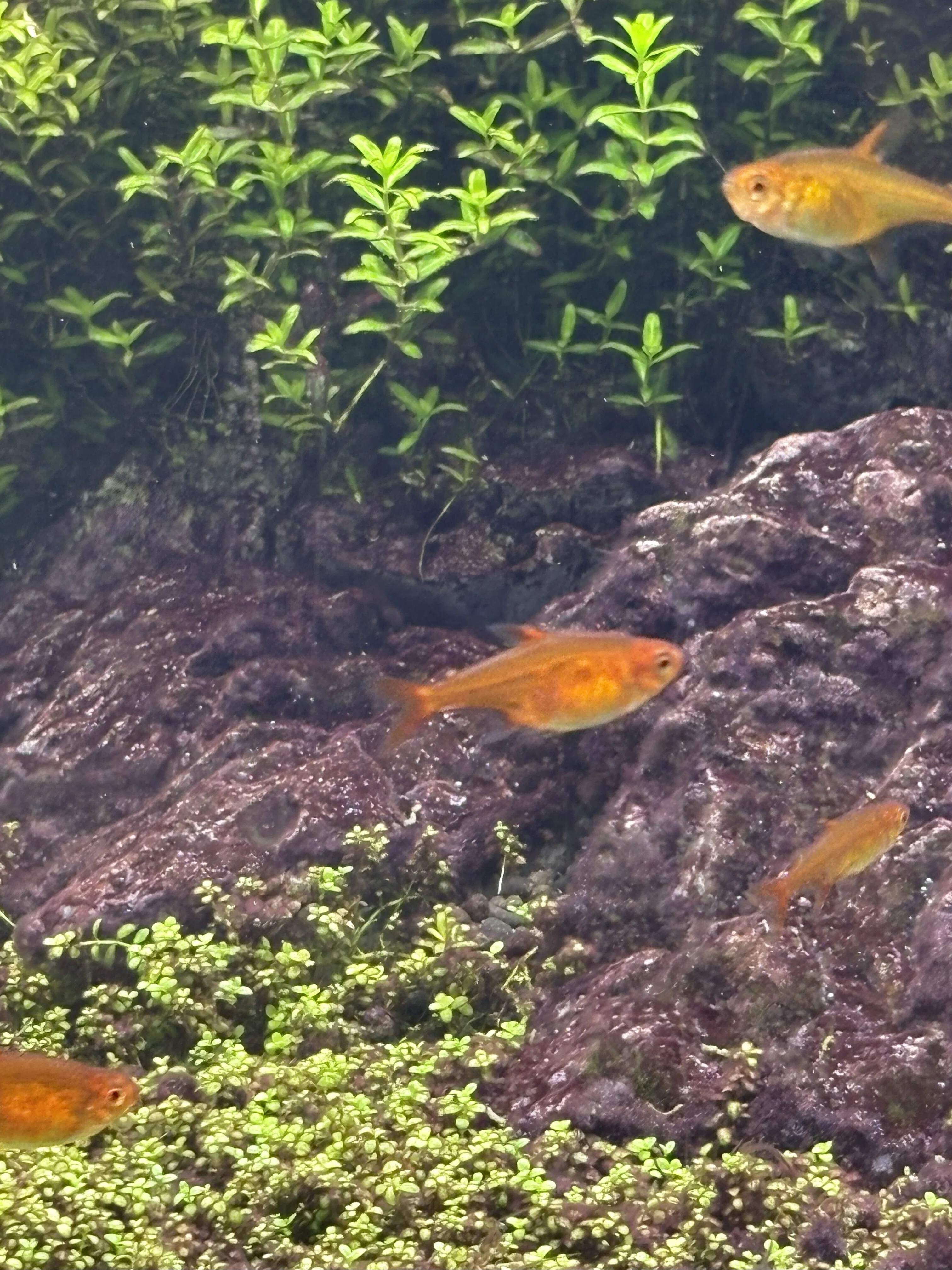 わたしのアクアリウムの魚たち｜とある中堅消化器外科医