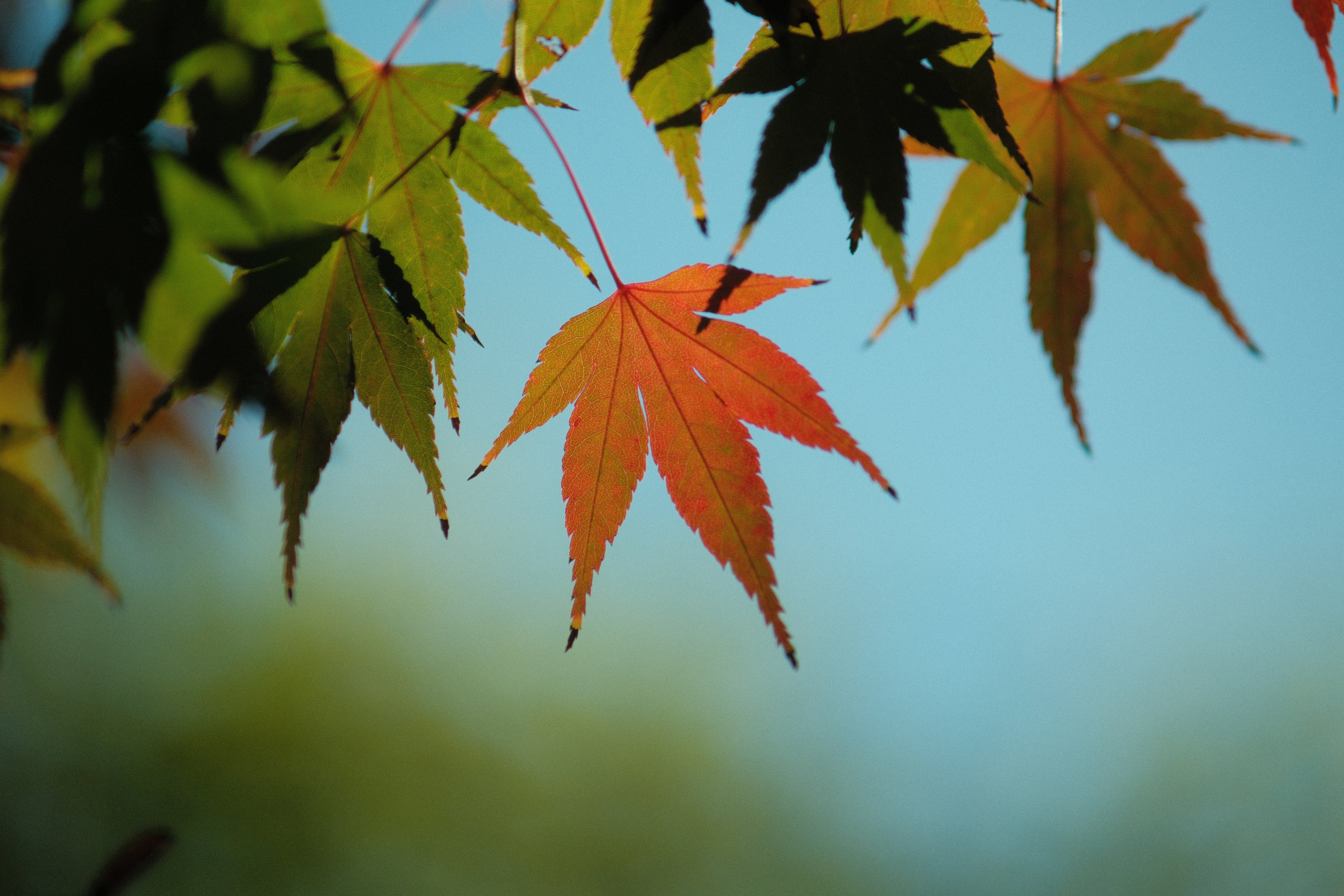 紅葉探しにカメラ片手に深大寺～野川散歩【X-T5】｜ytkampf_fps0