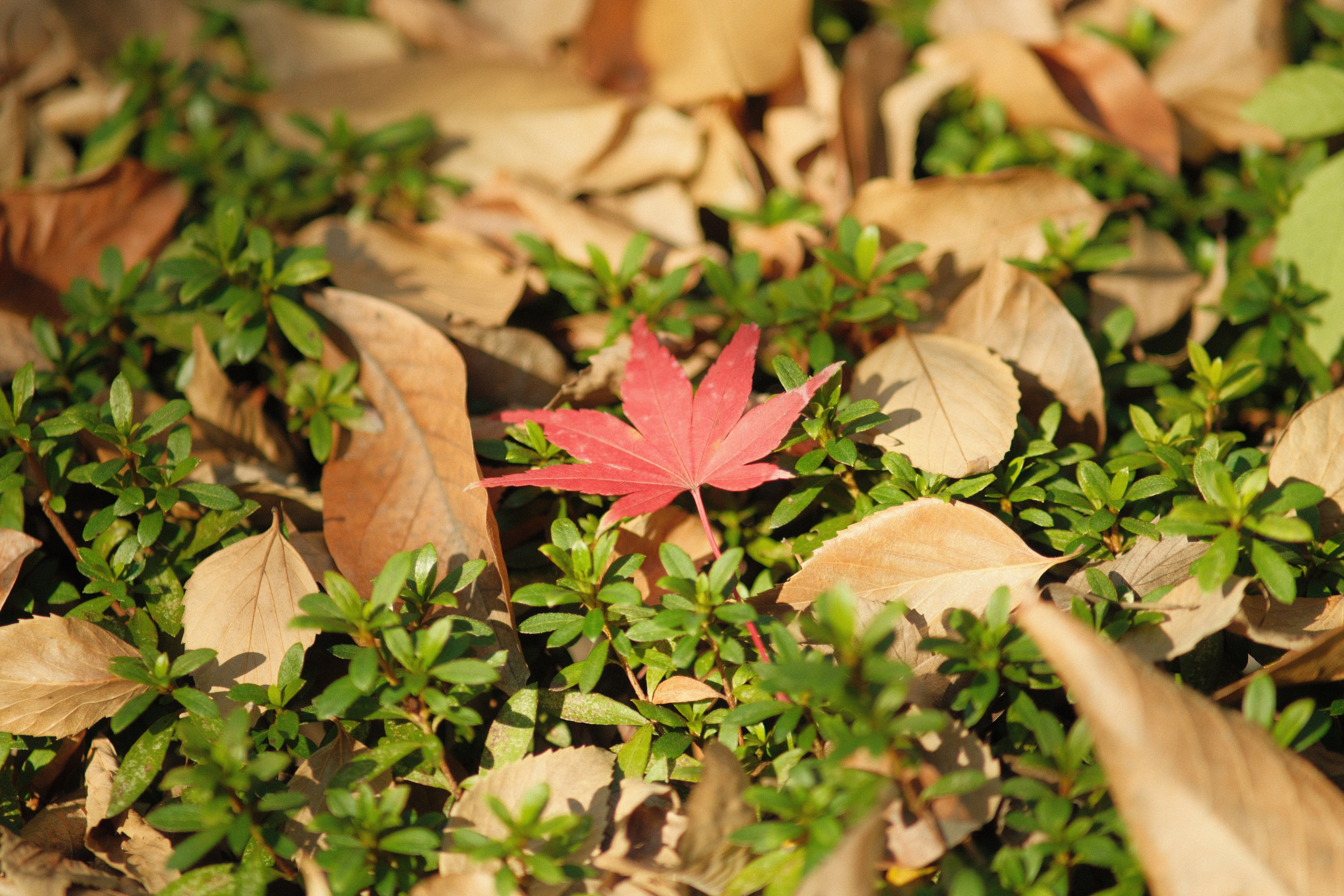 紅葉探しにカメラ片手に深大寺～野川散歩【X-T5】｜ytkampf_fps0