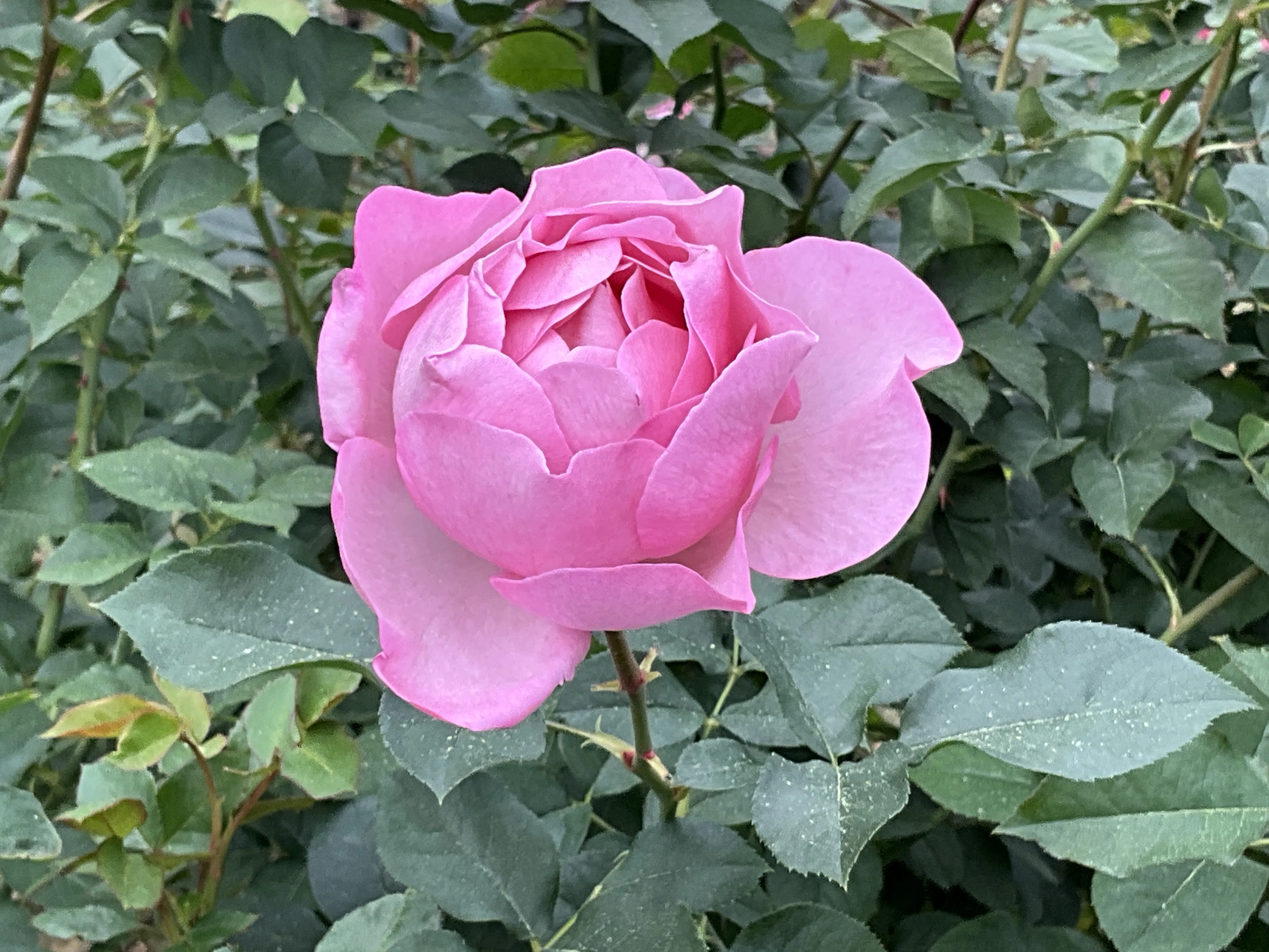 11月22日のスヴニール・ドゥ・ルイ・アマードなど（京都府立植物園ばら