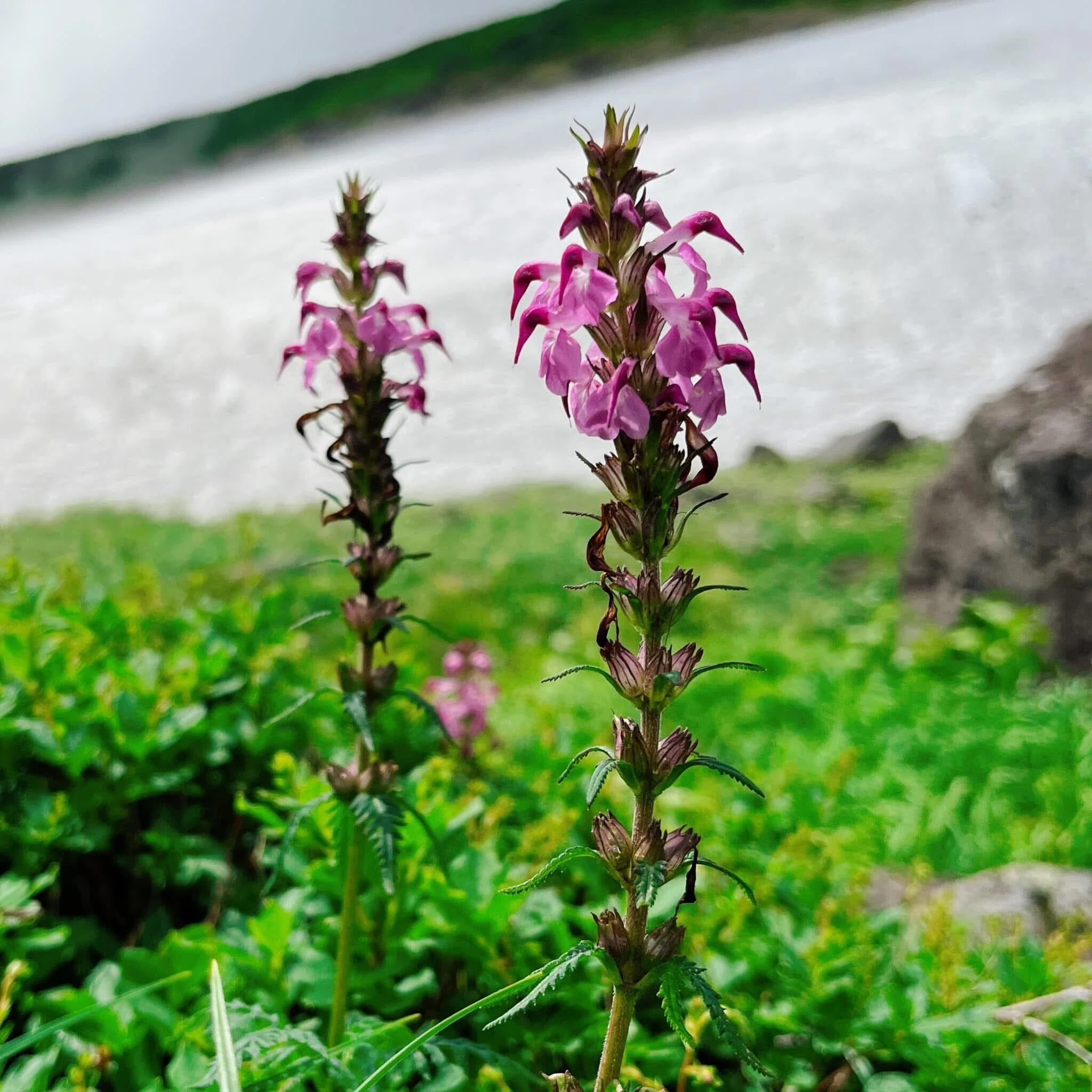 日本の高山植物はどこから来たのか？―DNAが明かす氷河時代からの植物
