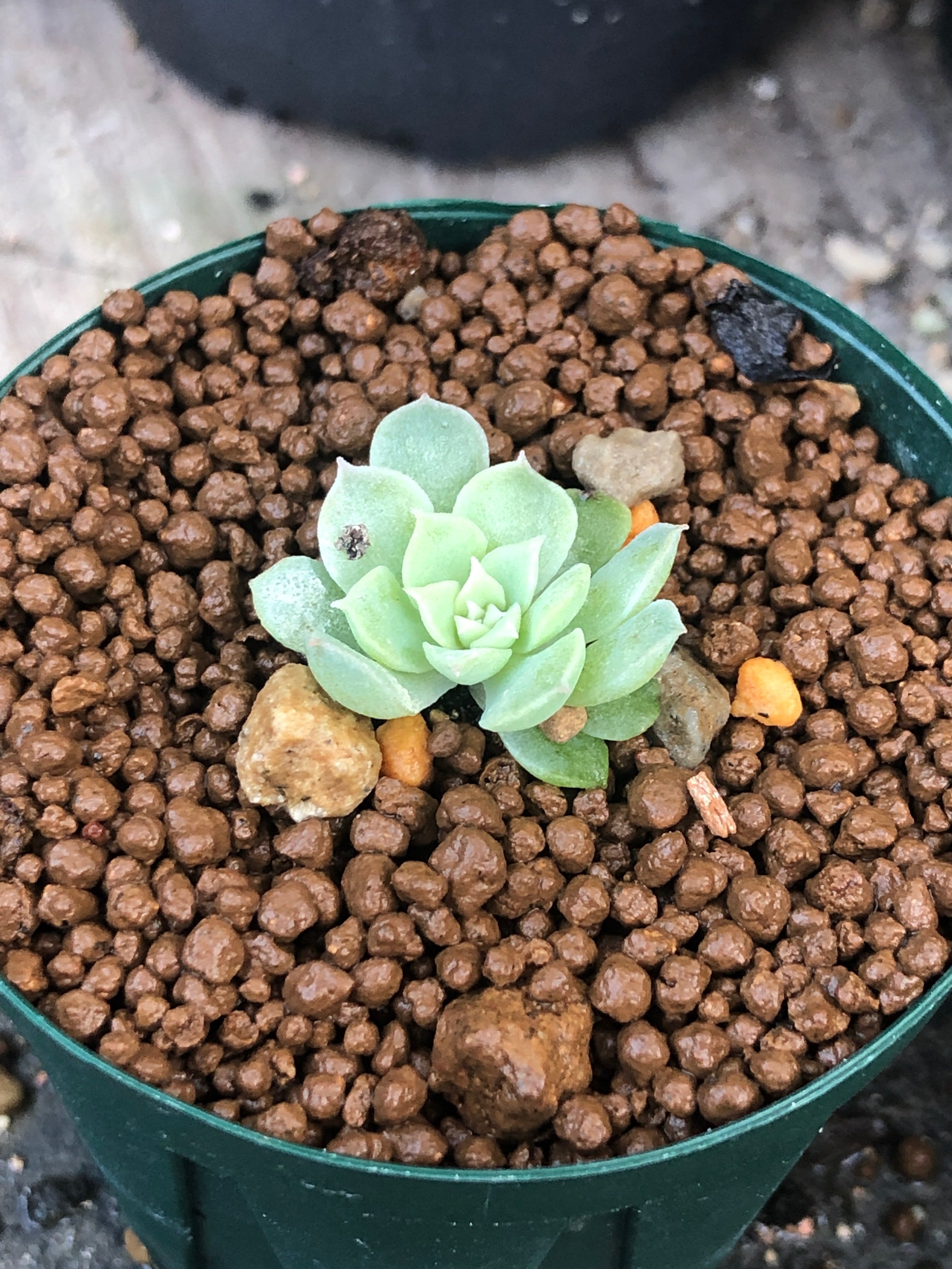 リトープス白弁天玉の実生苗達｜たおた🌵Bizarre Shore