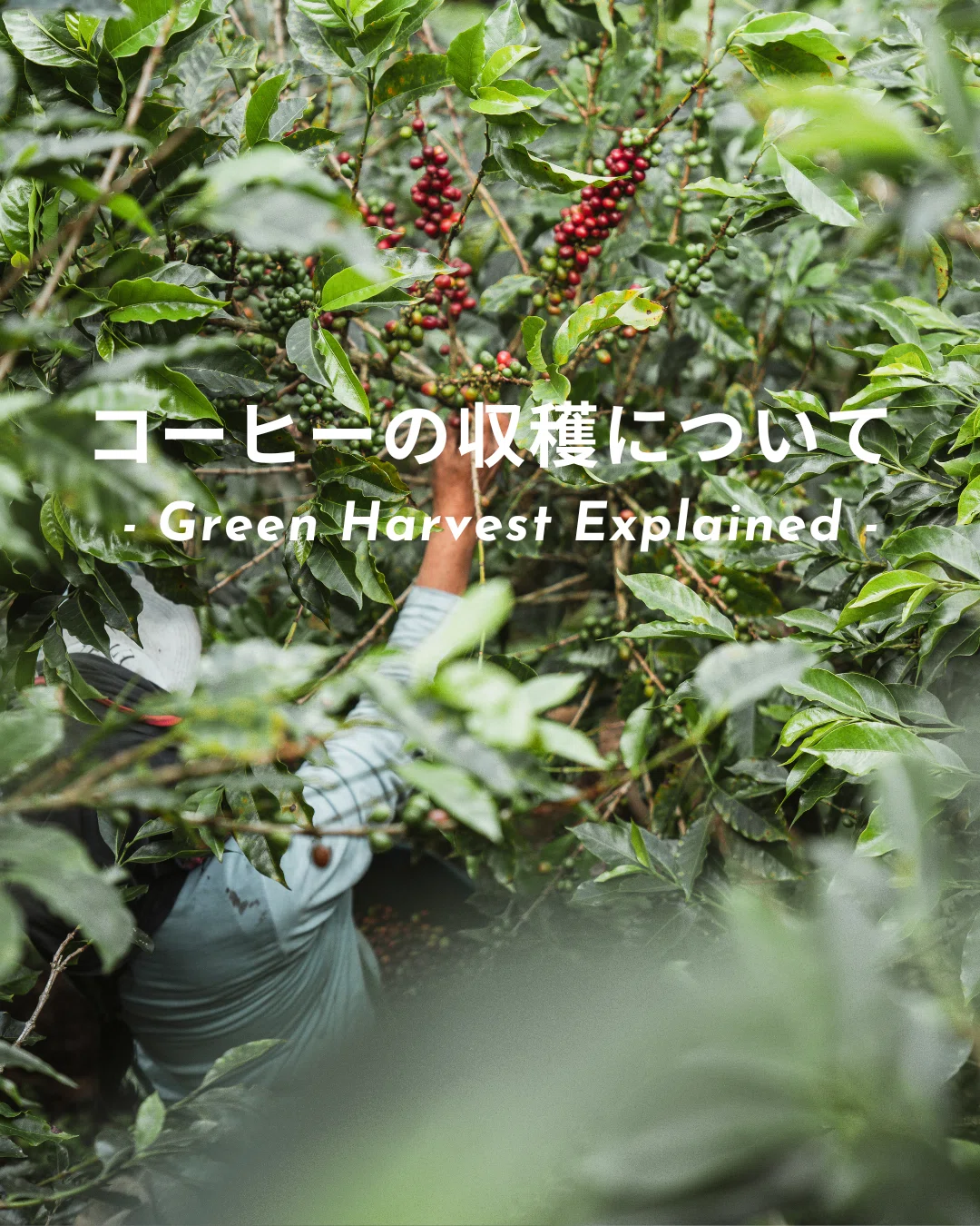 コーヒーの収穫について -Coffee Harvest Explained- 】|松村恵佑 コーヒーの収穫について -Coffee Harvest Explained- 】|松村恵佑
