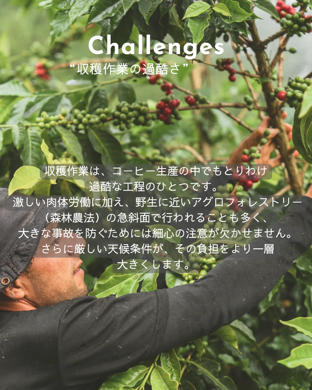 コーヒーの収穫について -Coffee Harvest Explained- 】｜松村恵佑