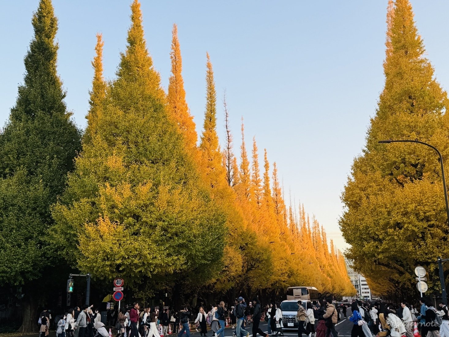 『秋の銀杏並木』 神宮外苑の銀杏並木〜やっと会えた秋 【photo】｜Rui