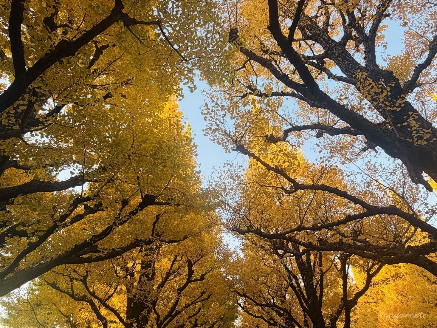 神宮外苑の銀杏並木〜やっと会えた秋 【photo】｜Rui