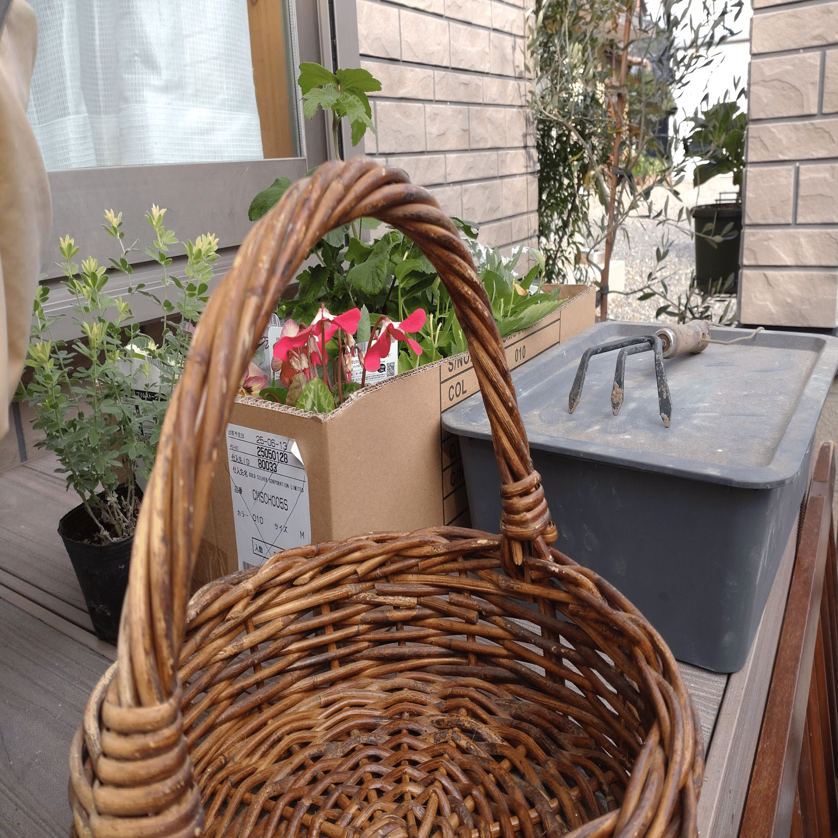 バスケットで作る冬の寄せ植え 2025｜La Colle -shima-