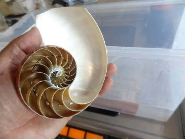 [Customer Request #20] Request for a cutaway model of a nautilus｜趣味工作の ...