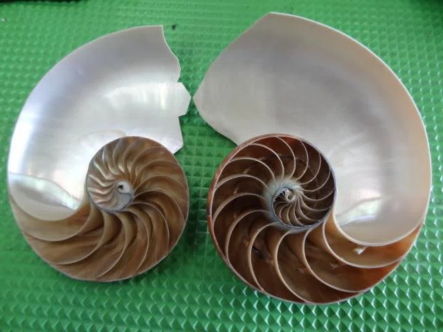 [Customer Request #20] Request for a cutaway model of a nautilus｜趣味工作の ...