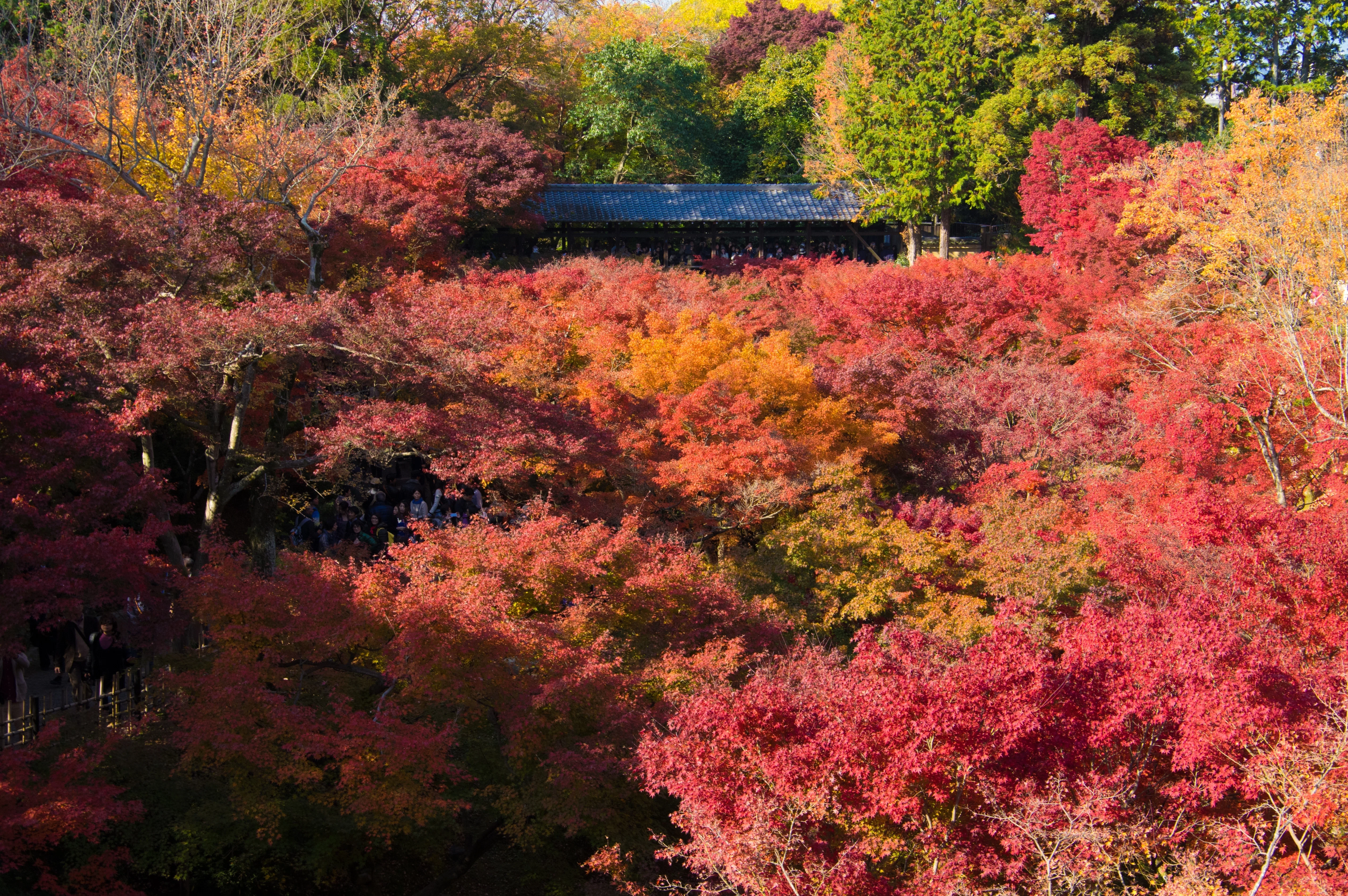 田舎の朝に出会った、雪と紅葉のコントラスト｜ノリチエ