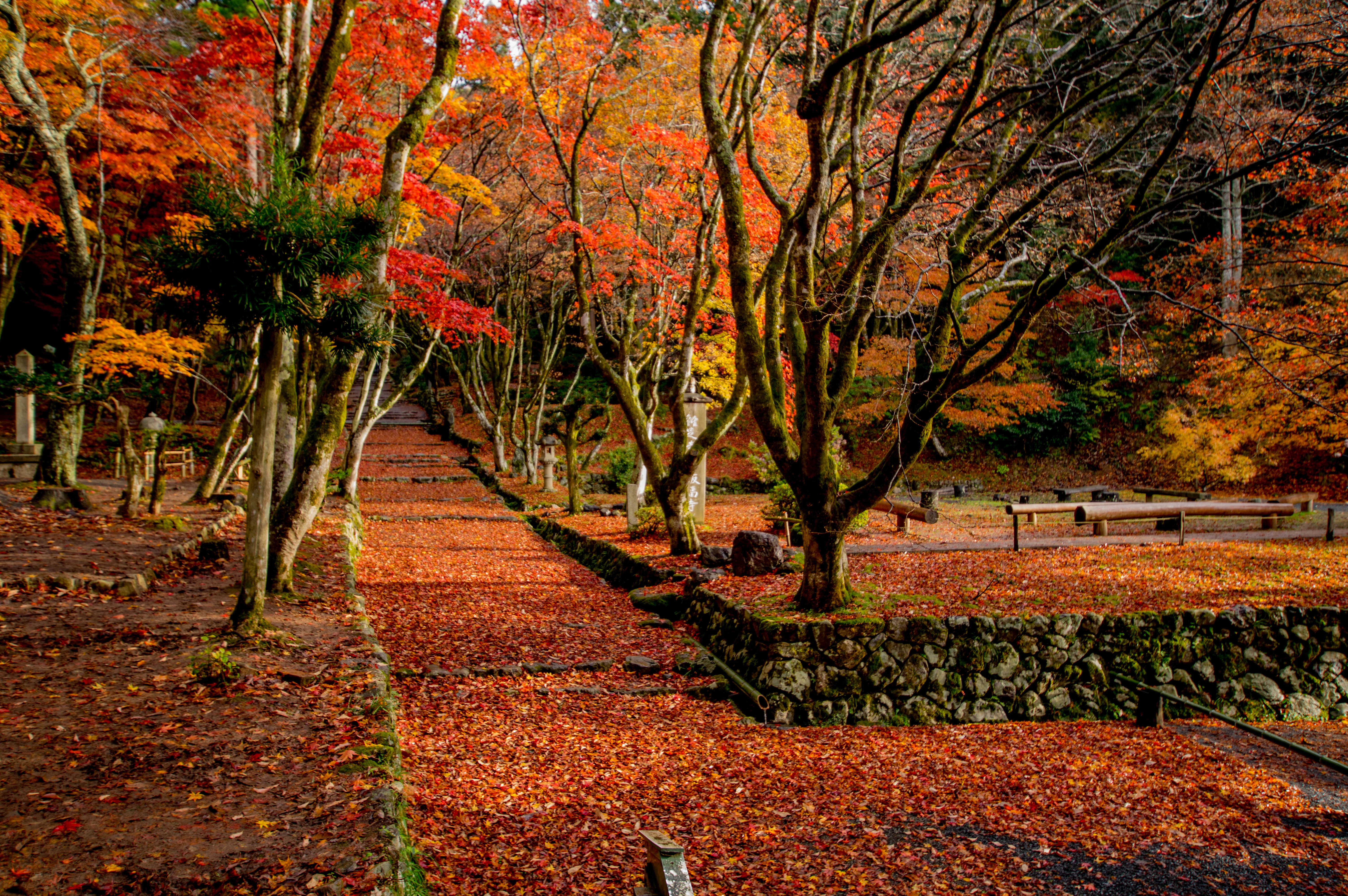 The contrast of snow and autumn leaves encountered on a country