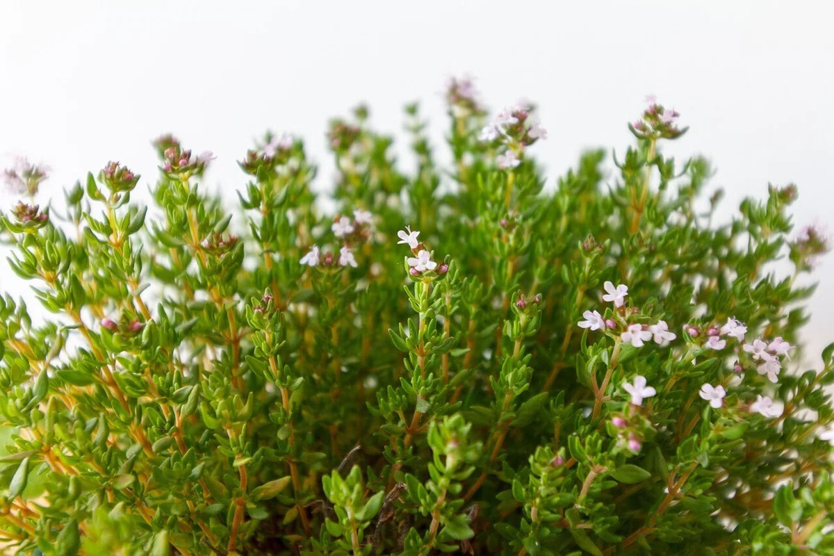タイム | 古代の伝承が宿る小さな薬草|Fioria|花とハーブのWebメディア