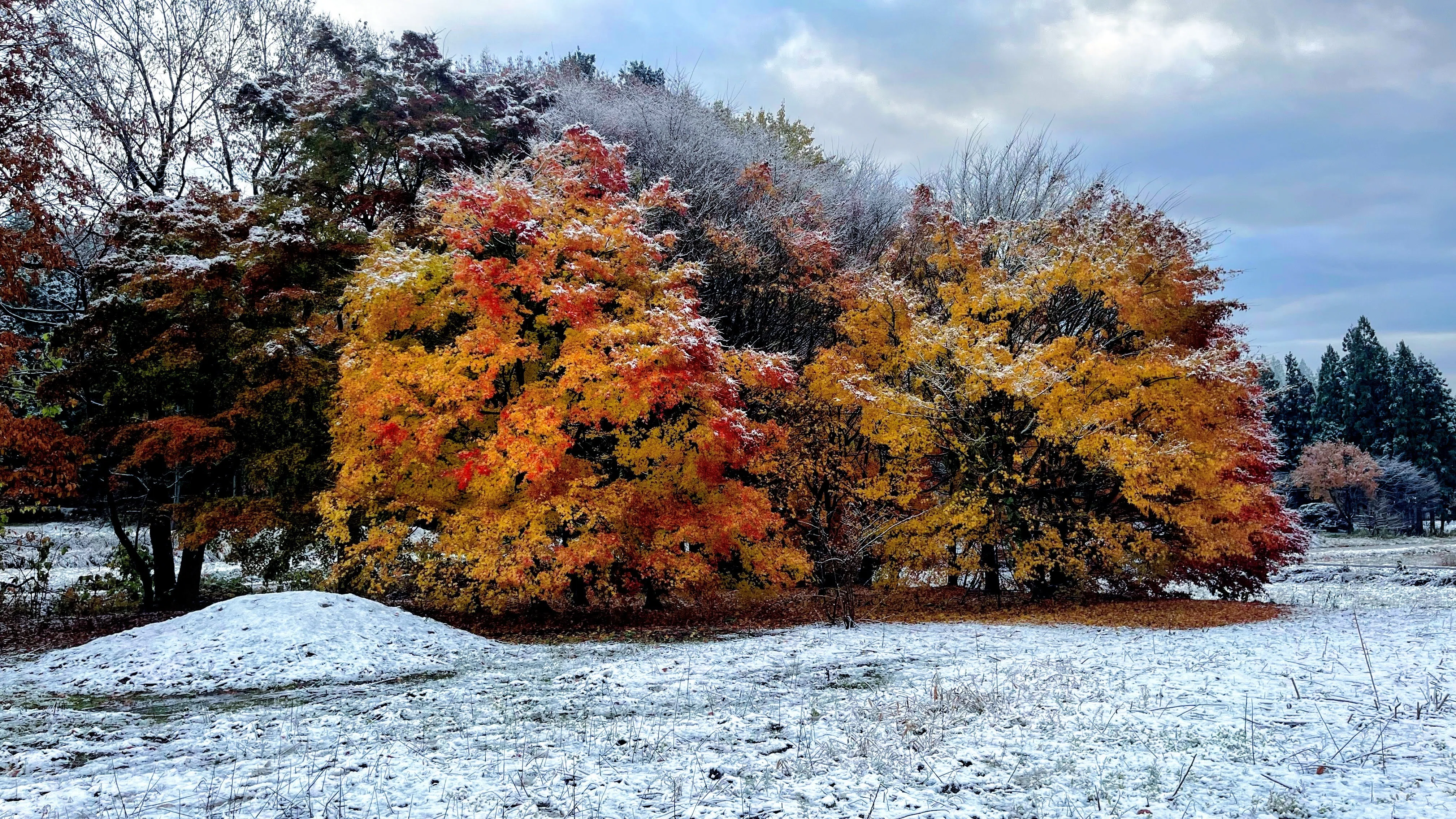 田舎の朝に出会った、雪と紅葉のコントラスト｜ノリチエ