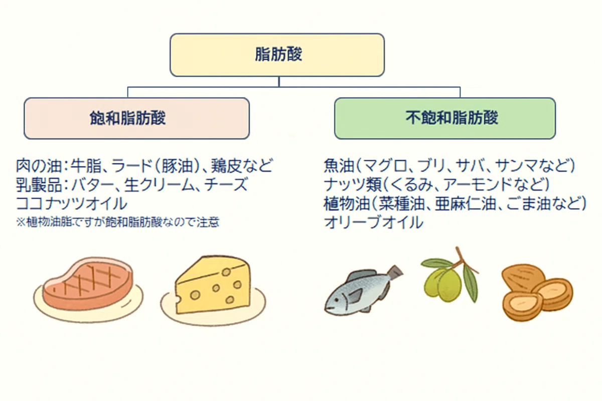 [ Fats/Oils ] Are they really the bad guys?｜nuna（ぬな）｜ 健康オタクな管理栄養士