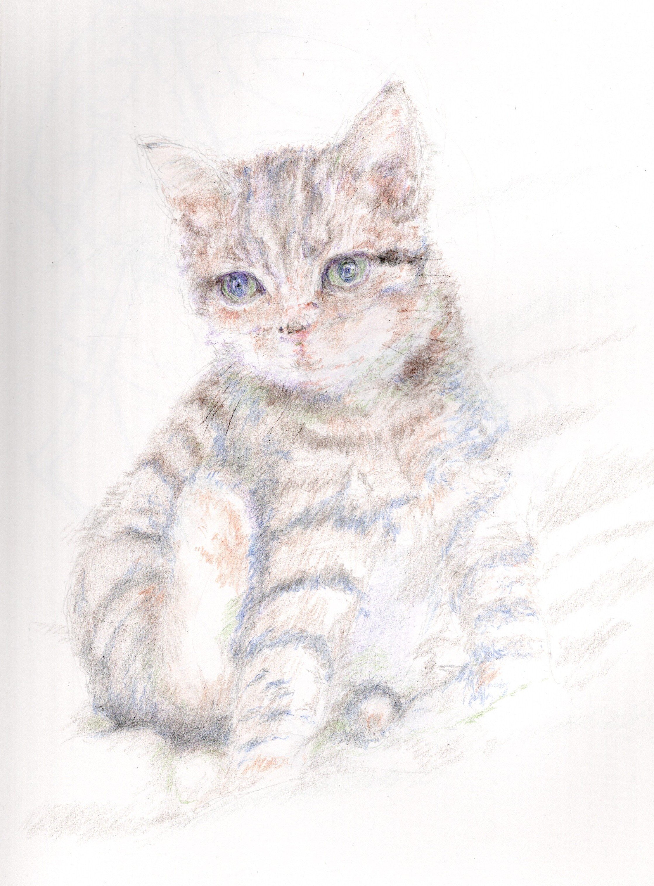 色鉛筆で猫しゃんの絵を描いてみた！｜Atelier Non
