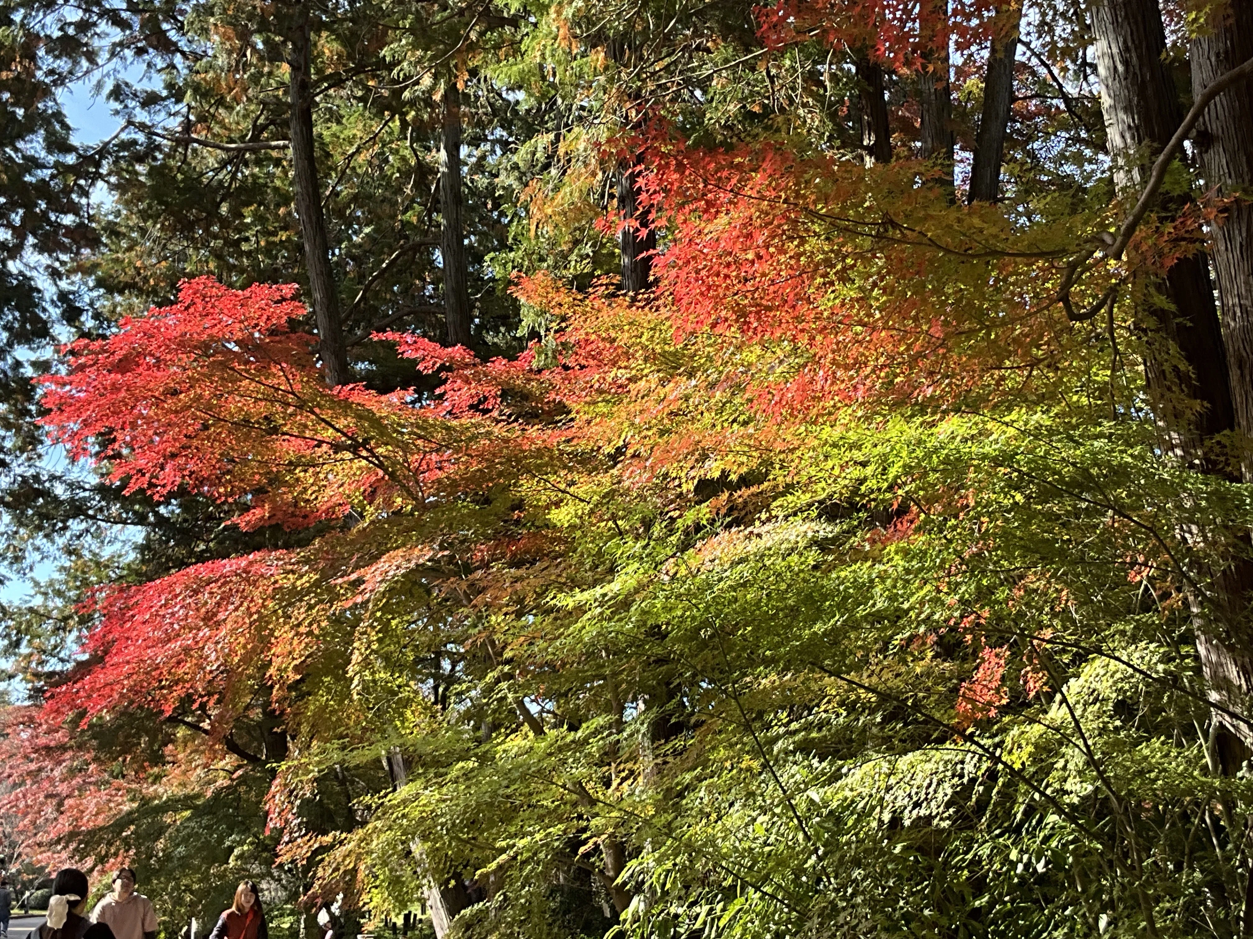 京都府立植物園の本格紅葉（1）：2025年11月23日（日）｜藤井秀昭