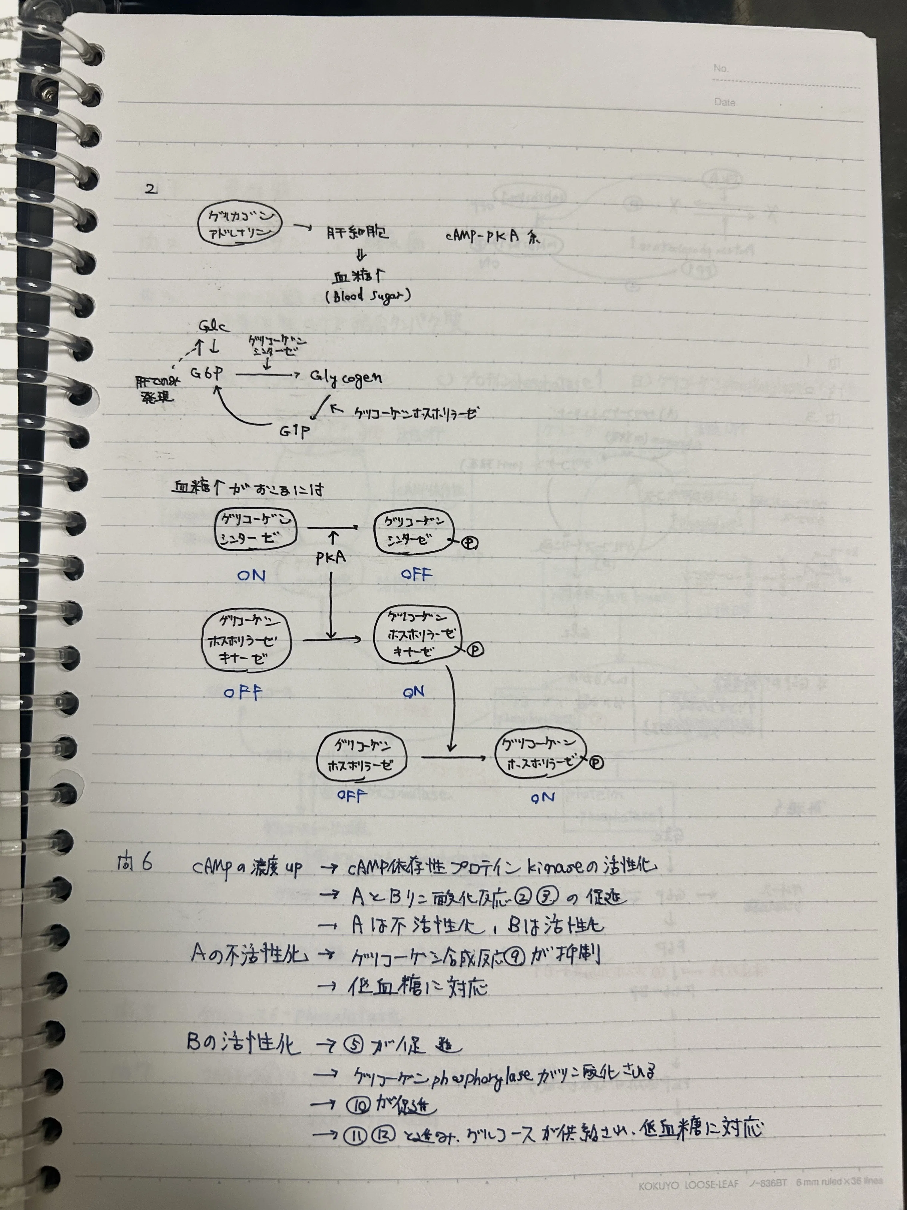 筑波大学医学群医学類 編入試験 勉強法・学習スケジュール・模試成績等