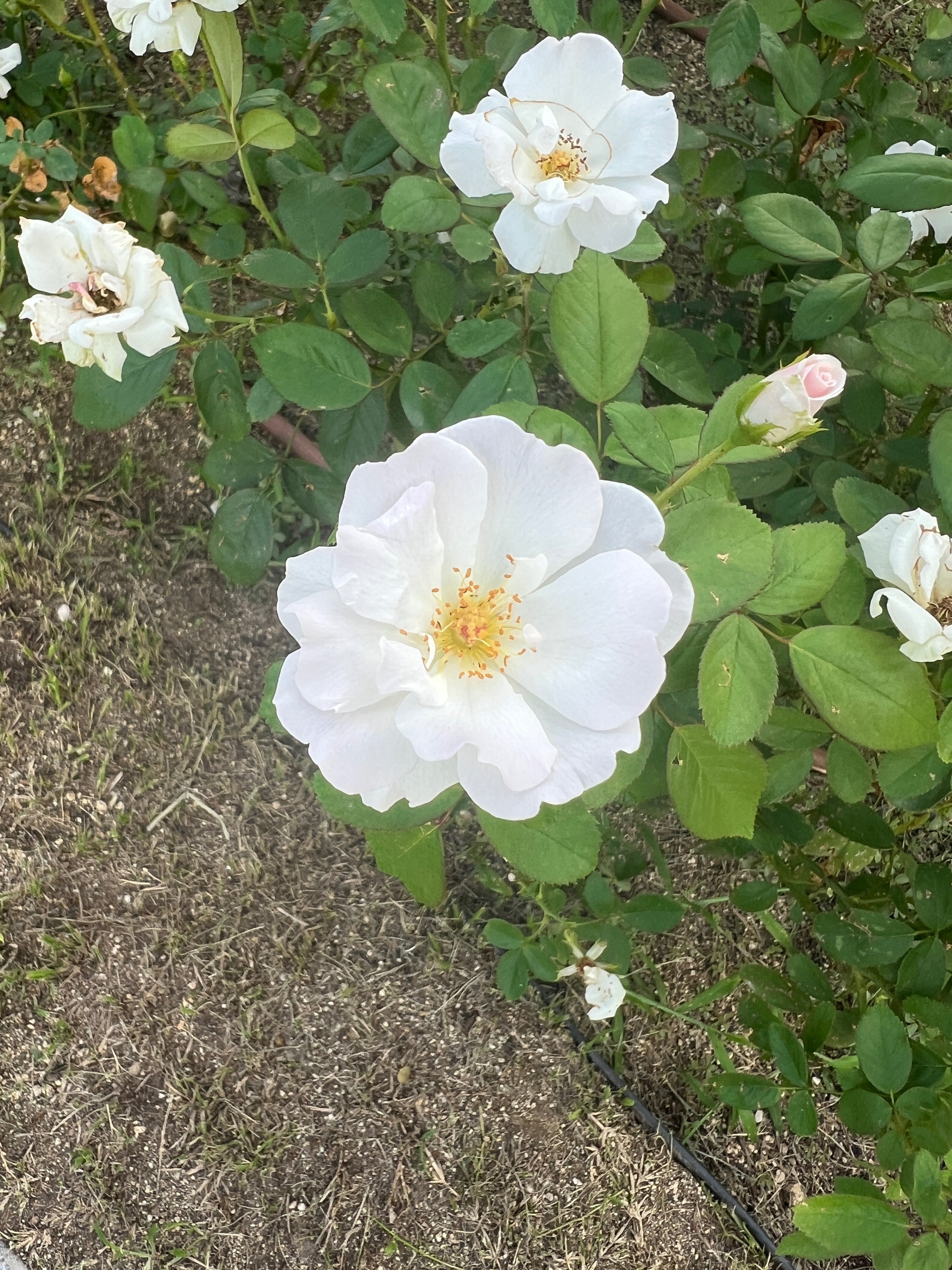 🇩🇪ダグマー・シュペート（Dagmar Späth）🌹中之島バラ園｜ぱぽにゃん