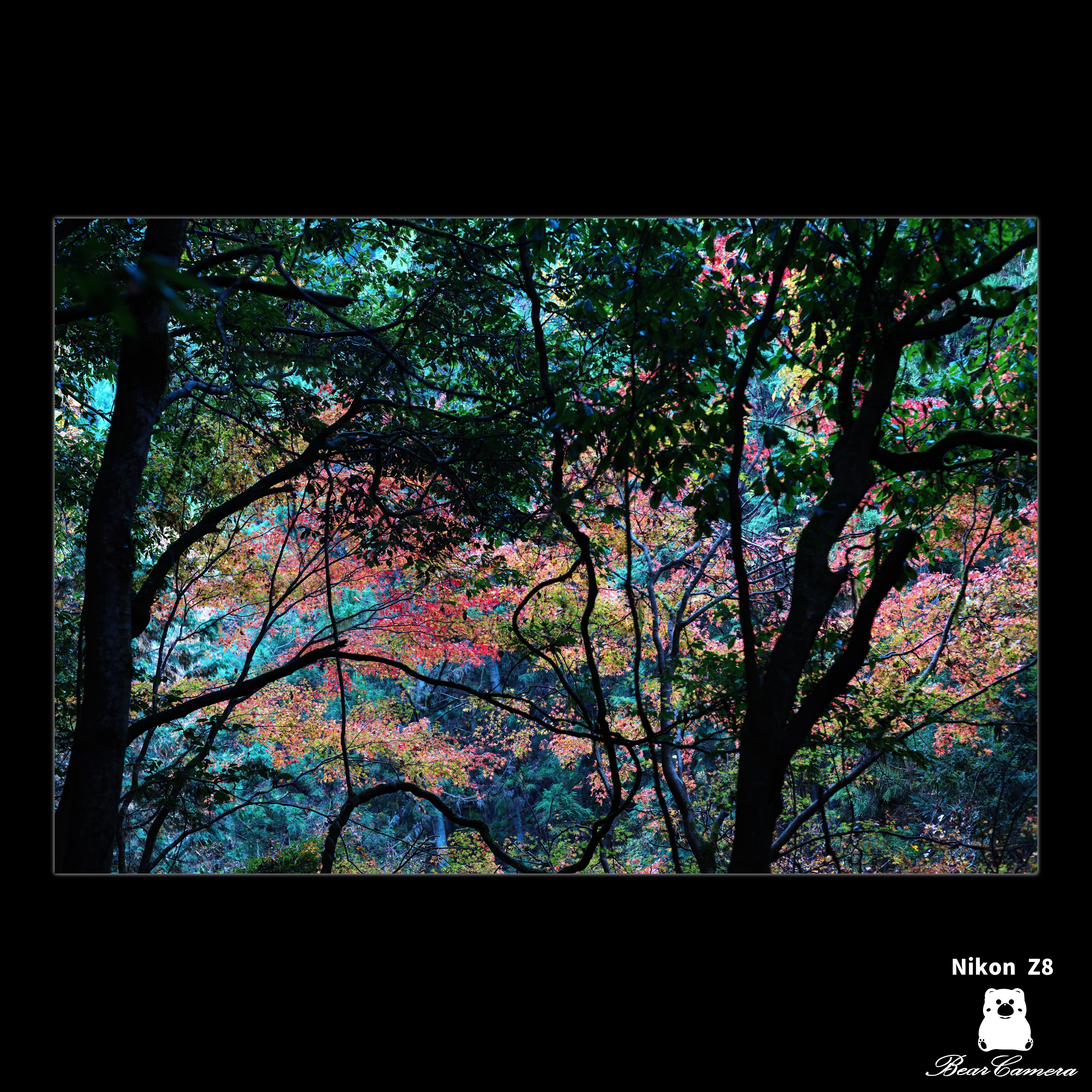 紅葉｜くまかめら