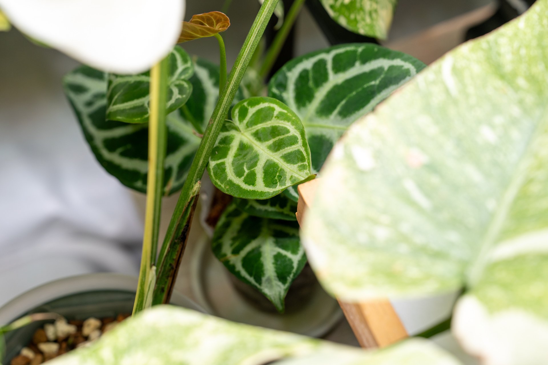 アンスリウム・ドラヤキシルバーの成長記録｜燃えるゴミ