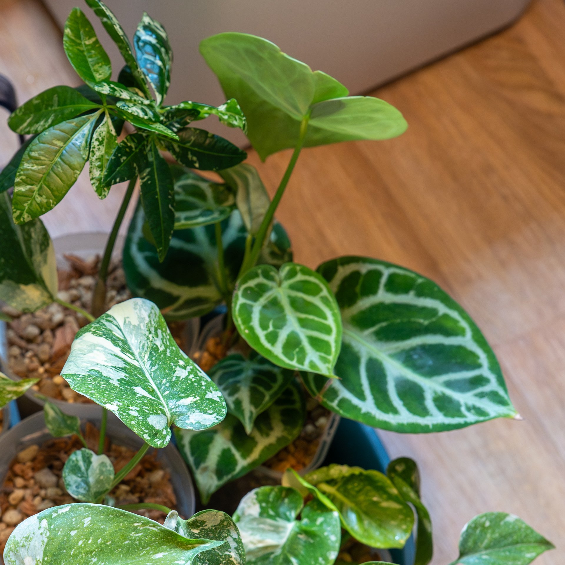 アンスリウム・ドラヤキシルバーの成長記録｜燃えるゴミ