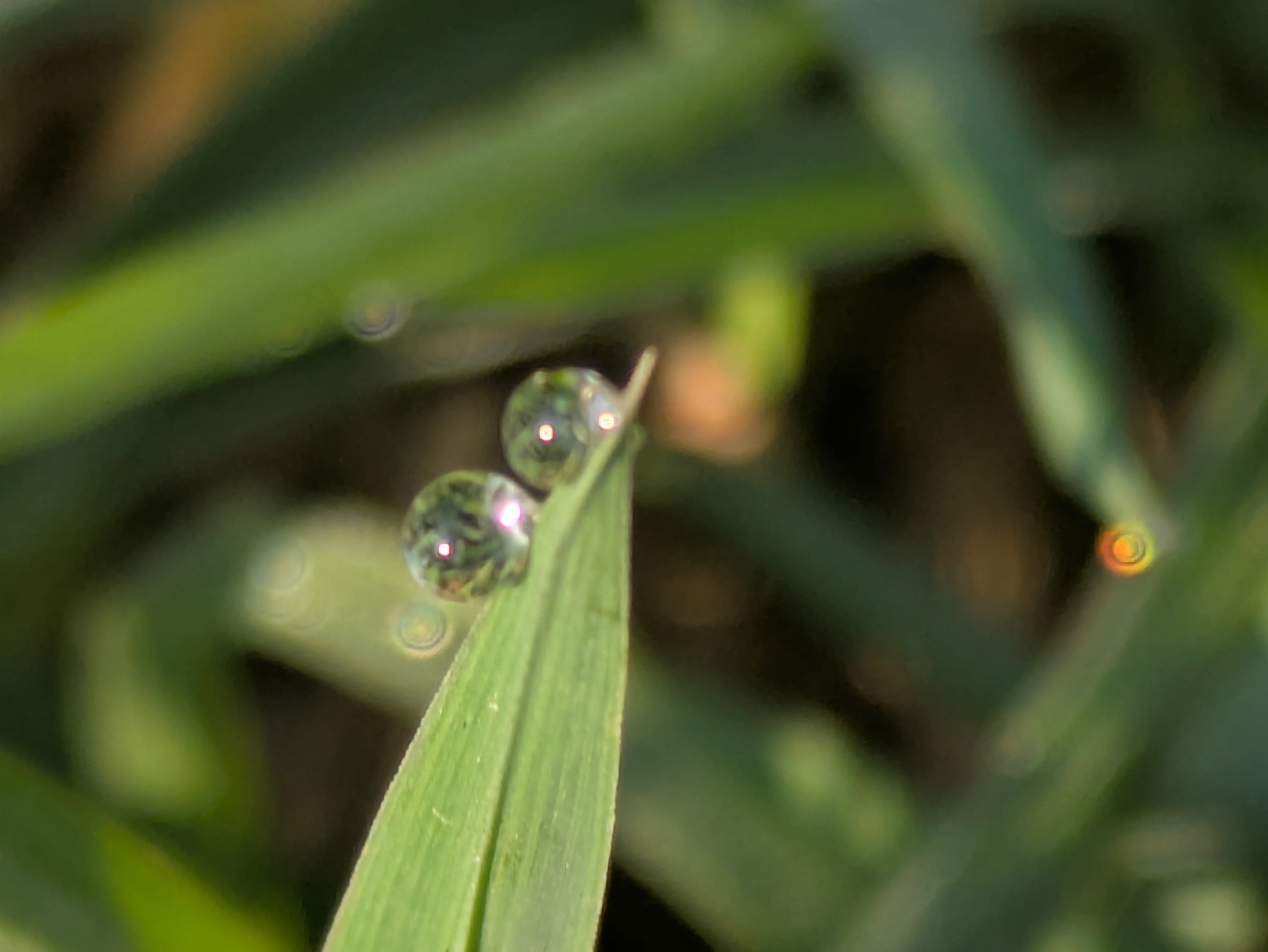 今朝の水滴⑨｜ichiro70