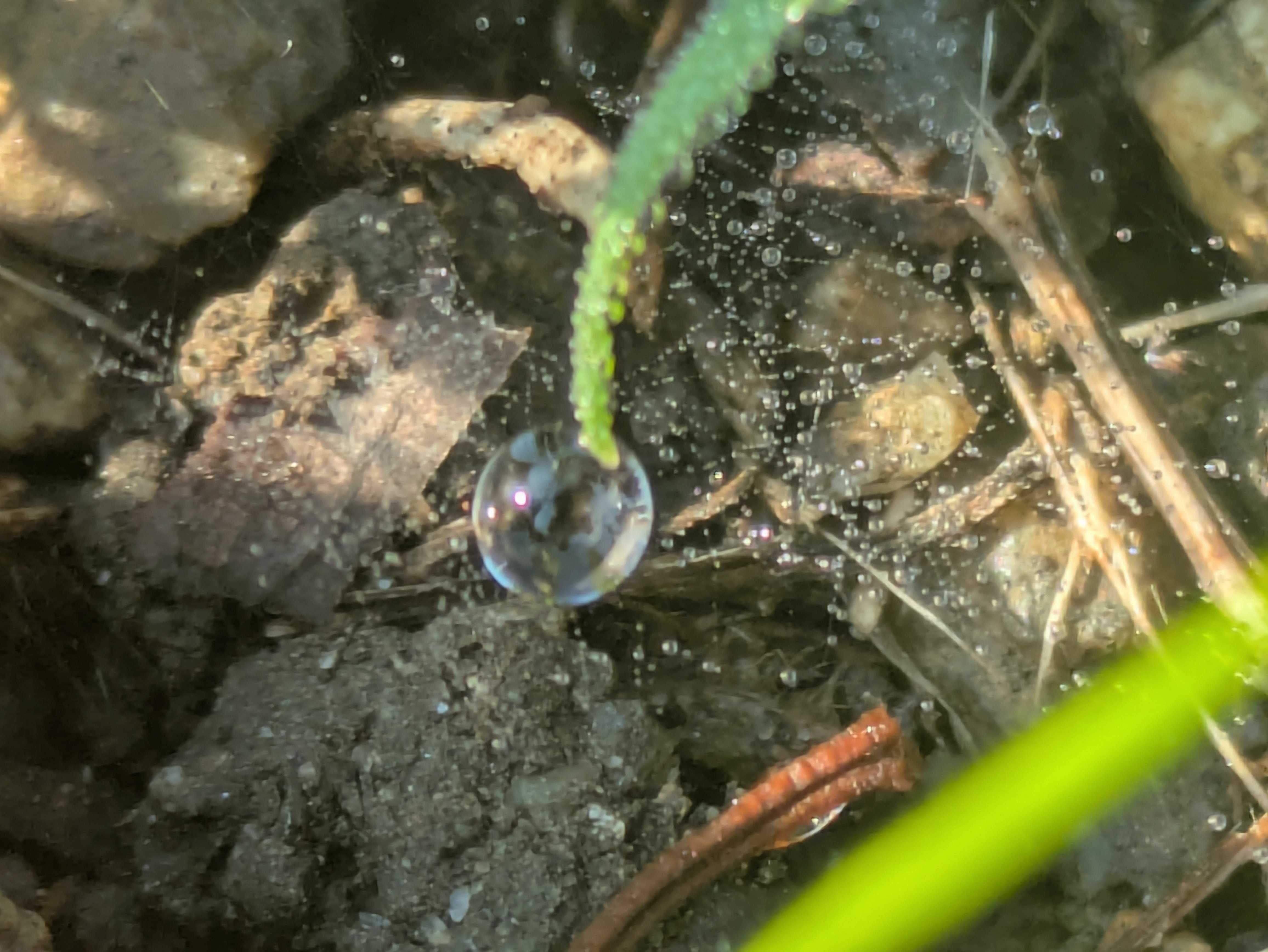 今朝の水滴⑩｜ichiro70