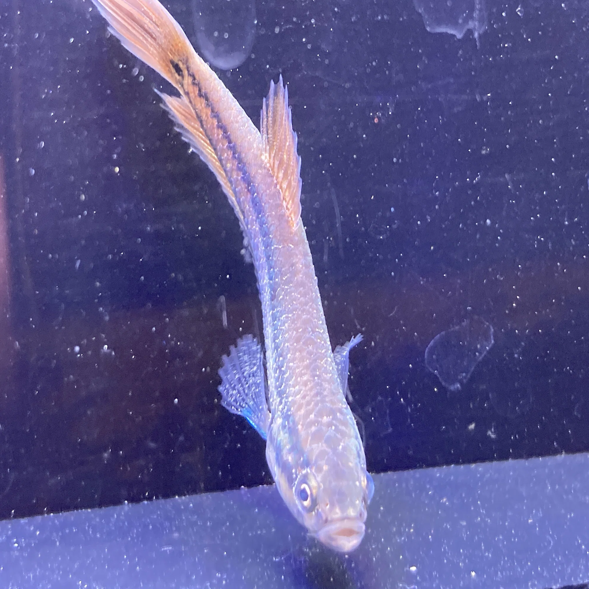 ワイルドベタ アントゥタについて飼育、注意点、繁殖等についてまとめ 