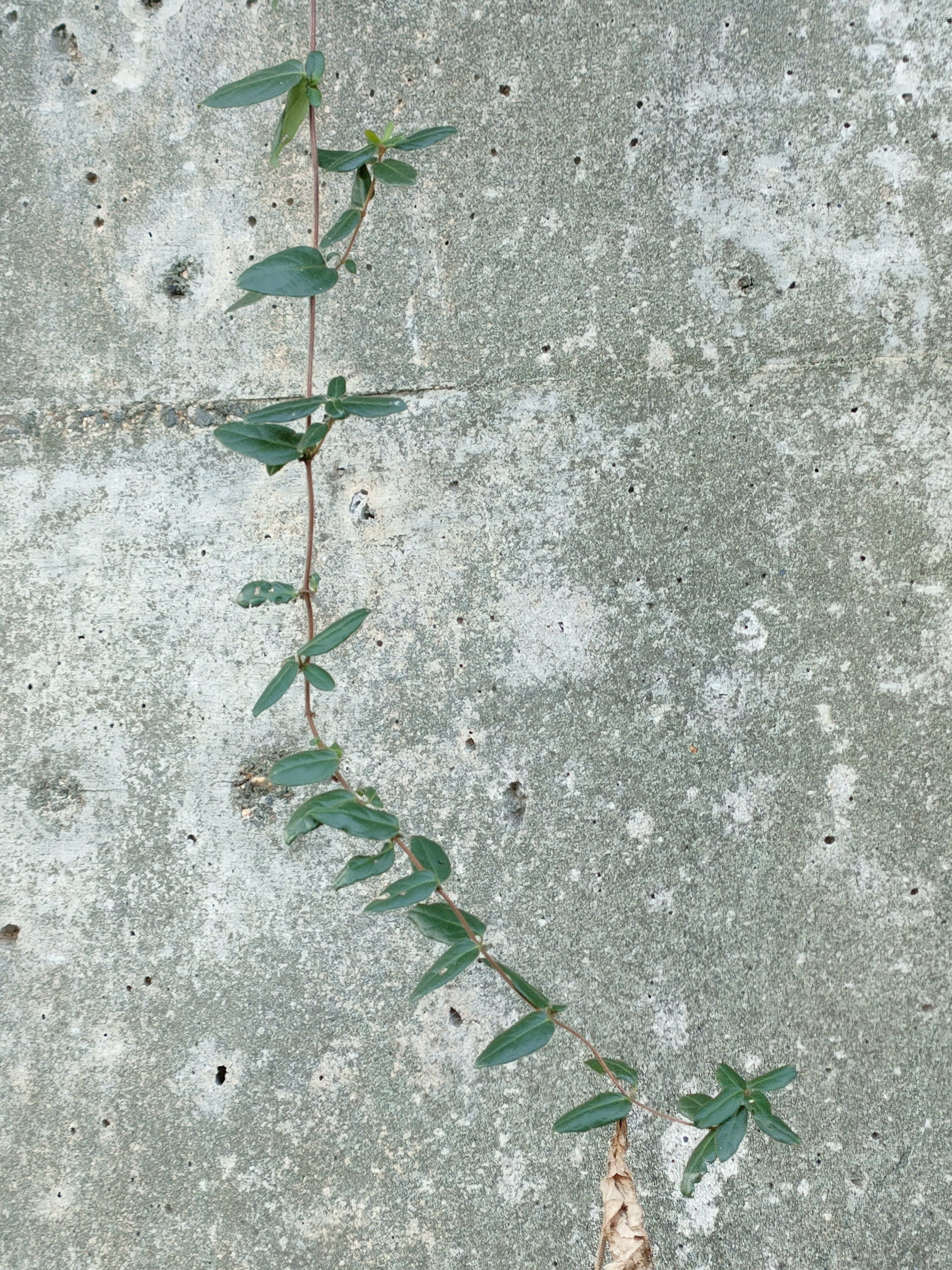 スイカズラ？｜月澄狸