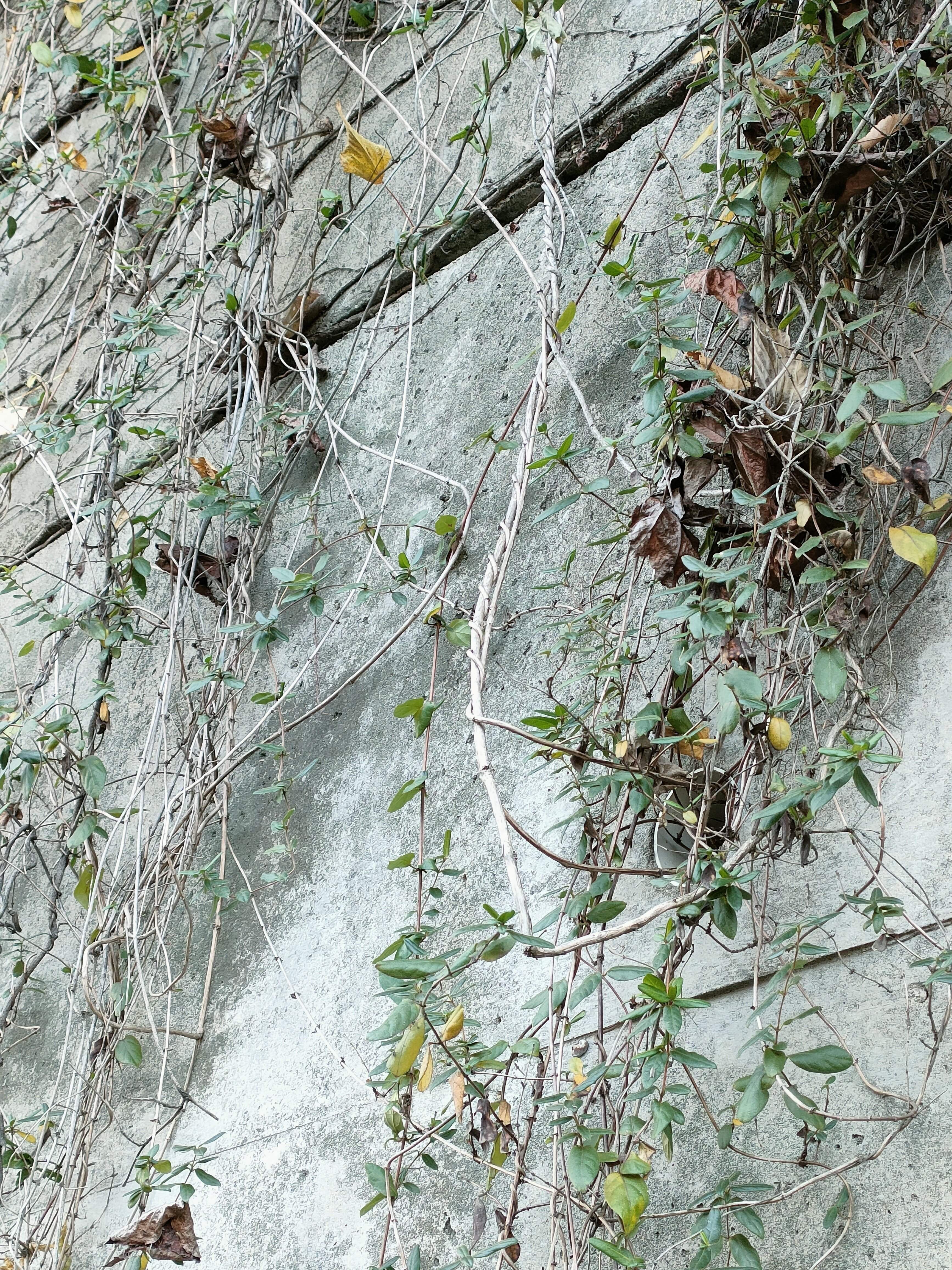 スイカズラ？｜月澄狸