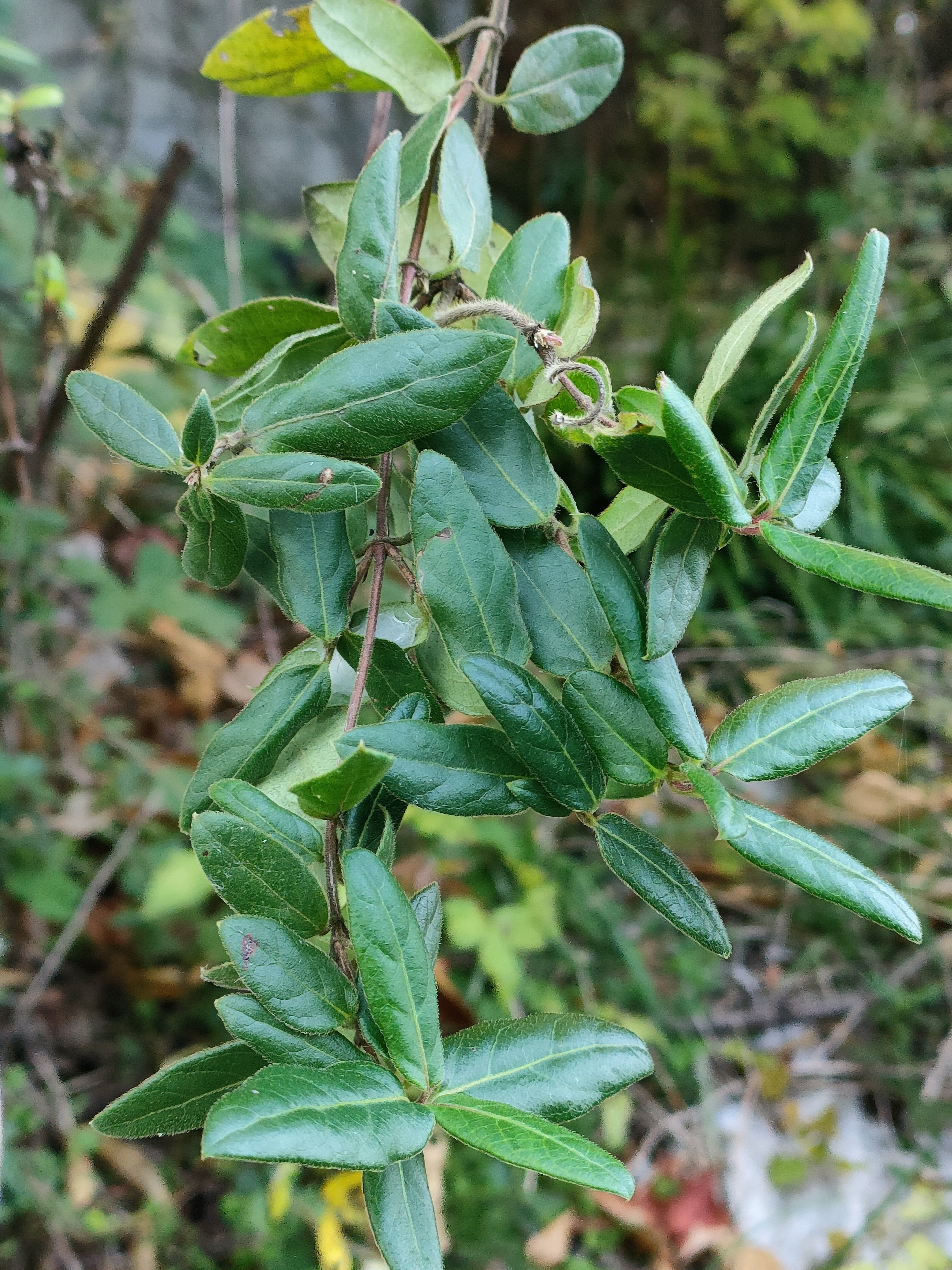 スイカズラ？｜月澄狸