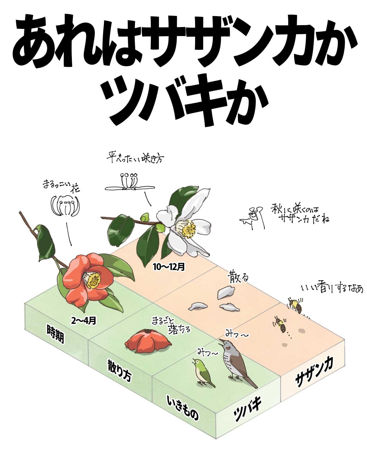 サザンカとツバキのちがい｜くますけ｜自然ガイド・クリエイター