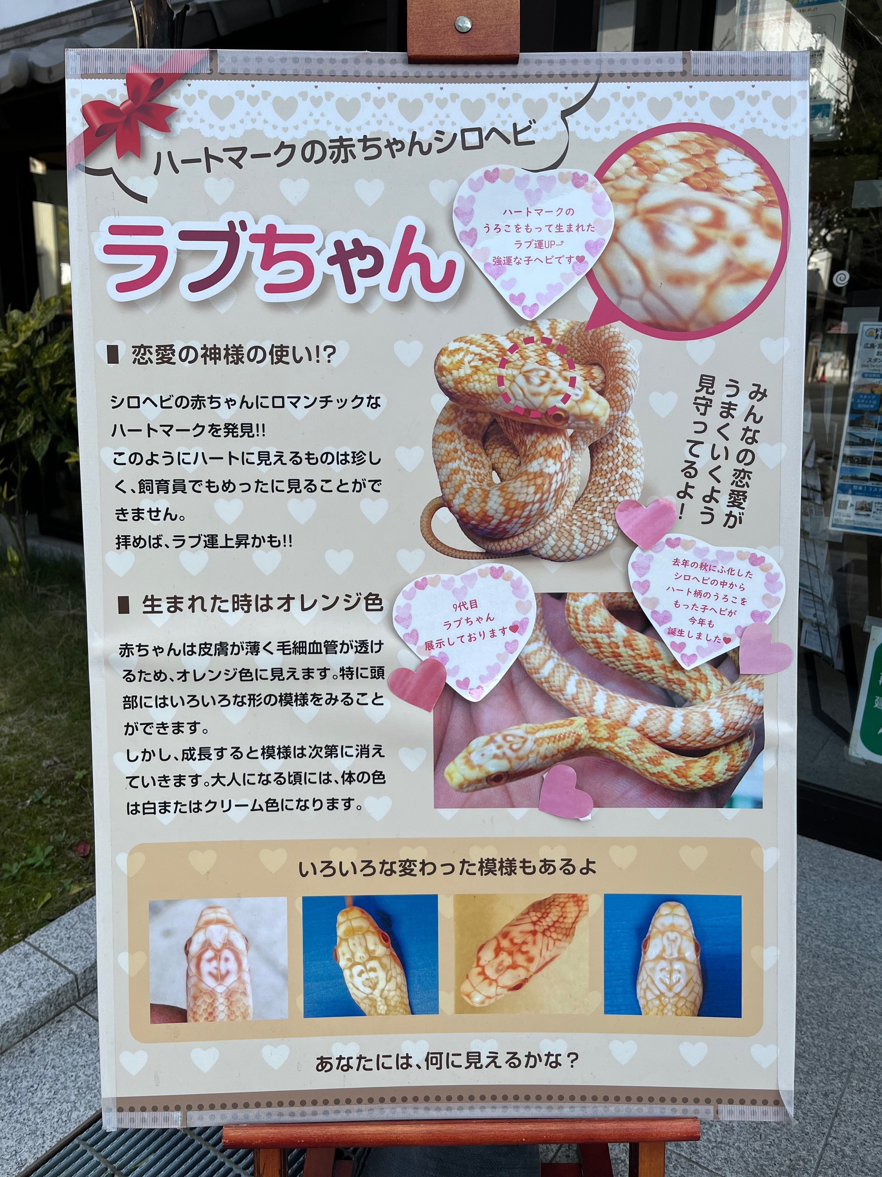 錦帯橋の白蛇さま｜sophia trip