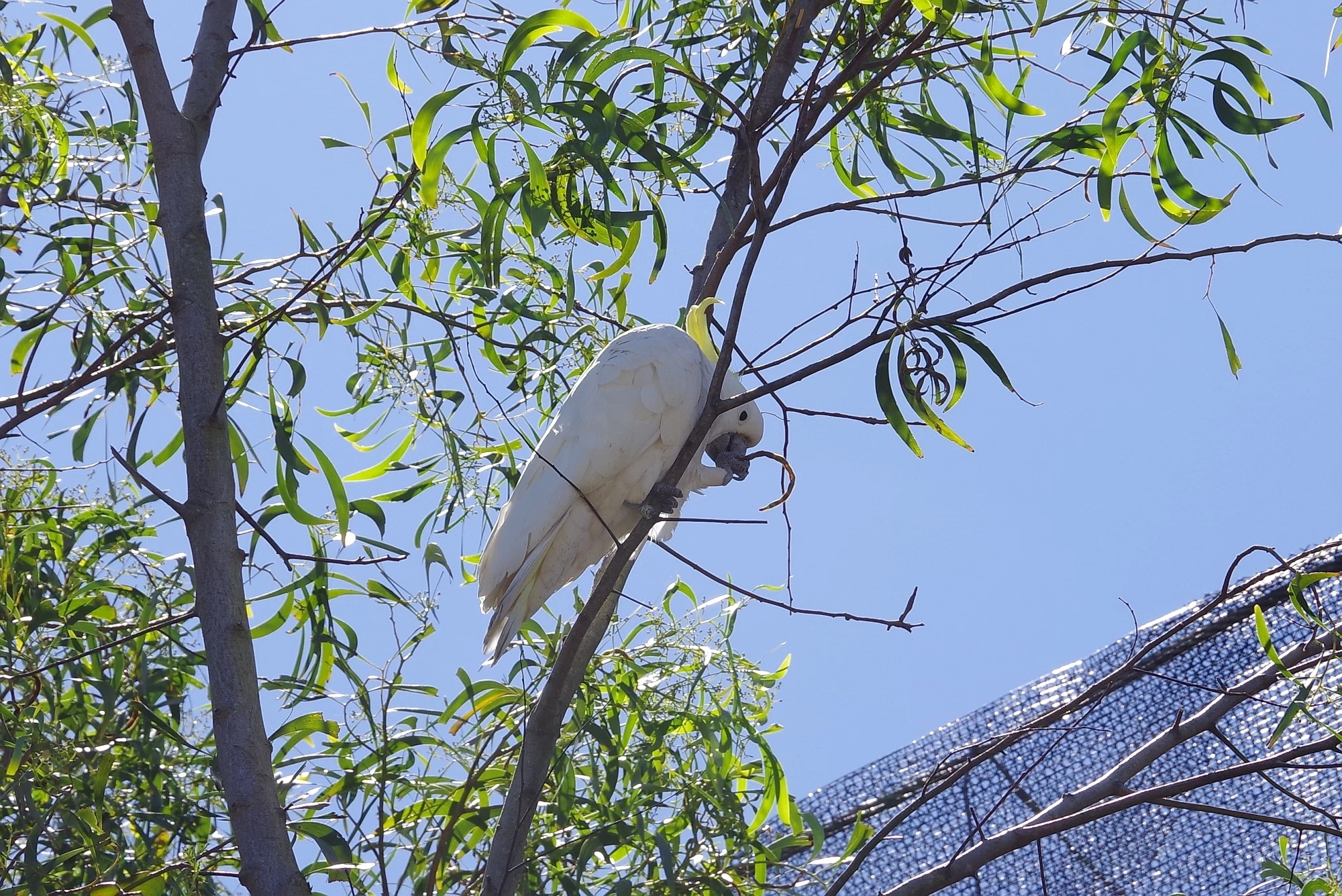 シドニーで出会った野鳥たち｜朝涼（アサスズ）