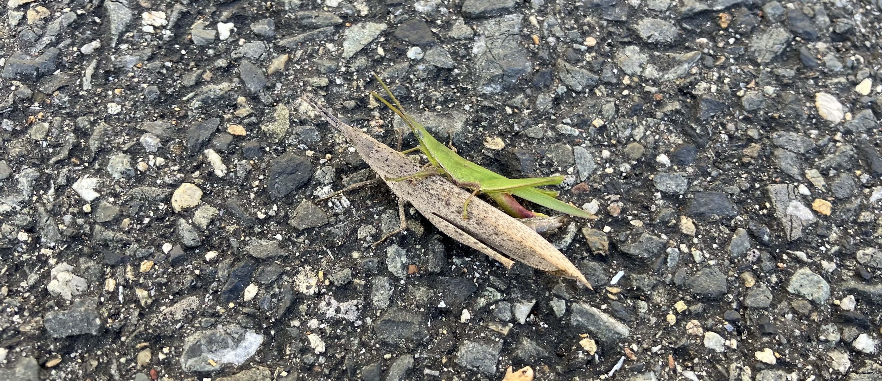 48日目（2025.11.24）｜60日間愛をささやくパンダ。