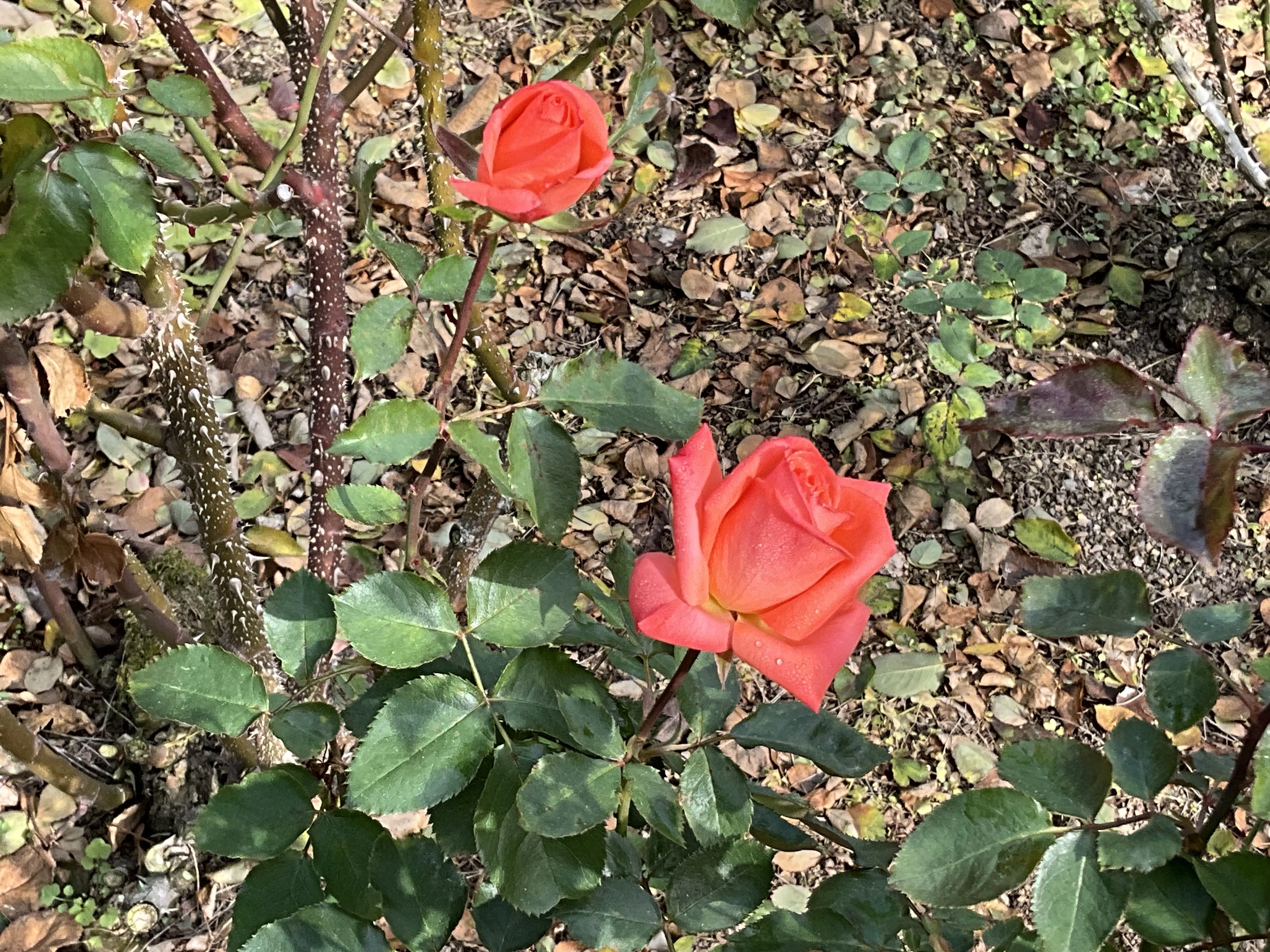 11月24日のマチルダなど（京都府立植物園ばら園）：2025年11月24日（月